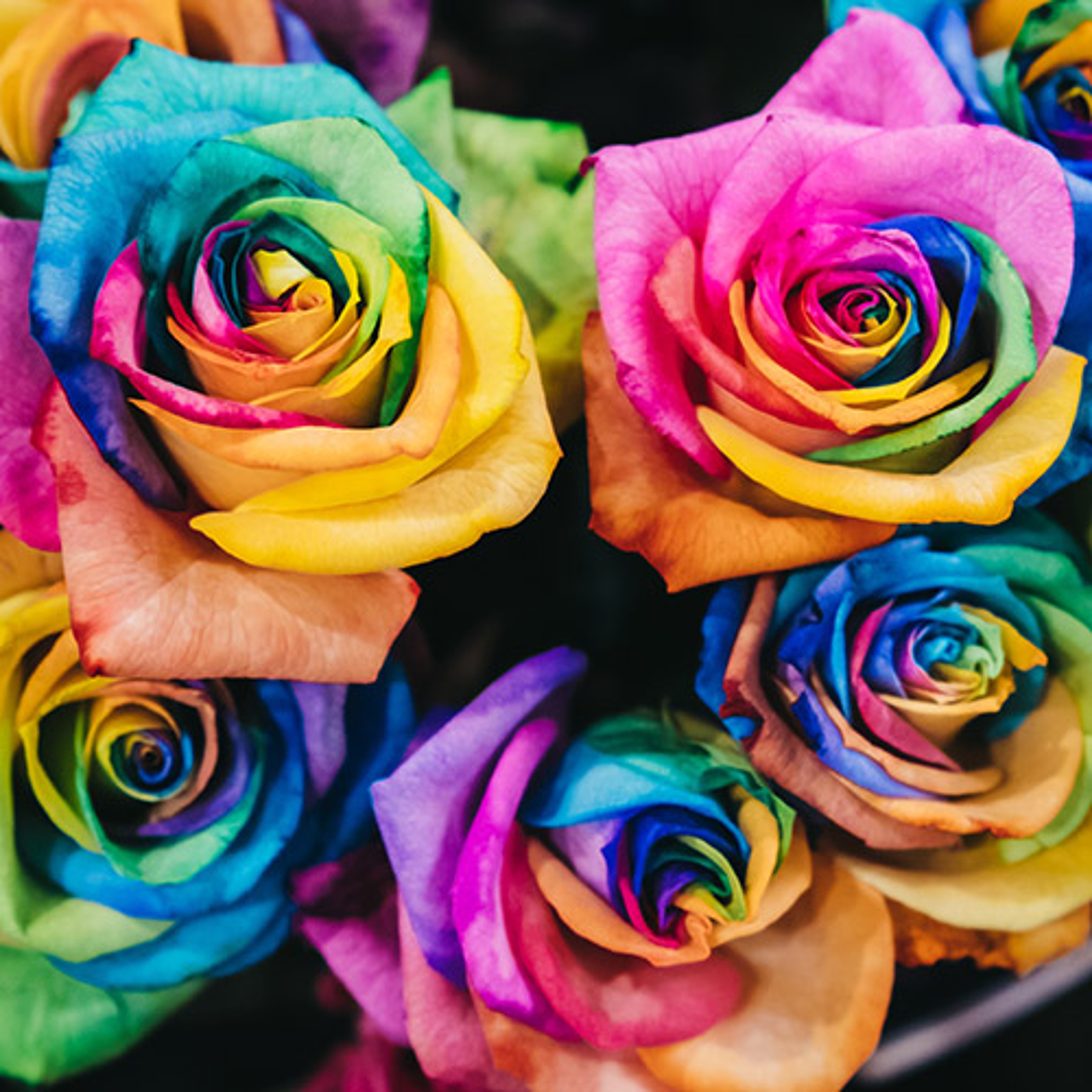 Close up of rainbow coloured roses.