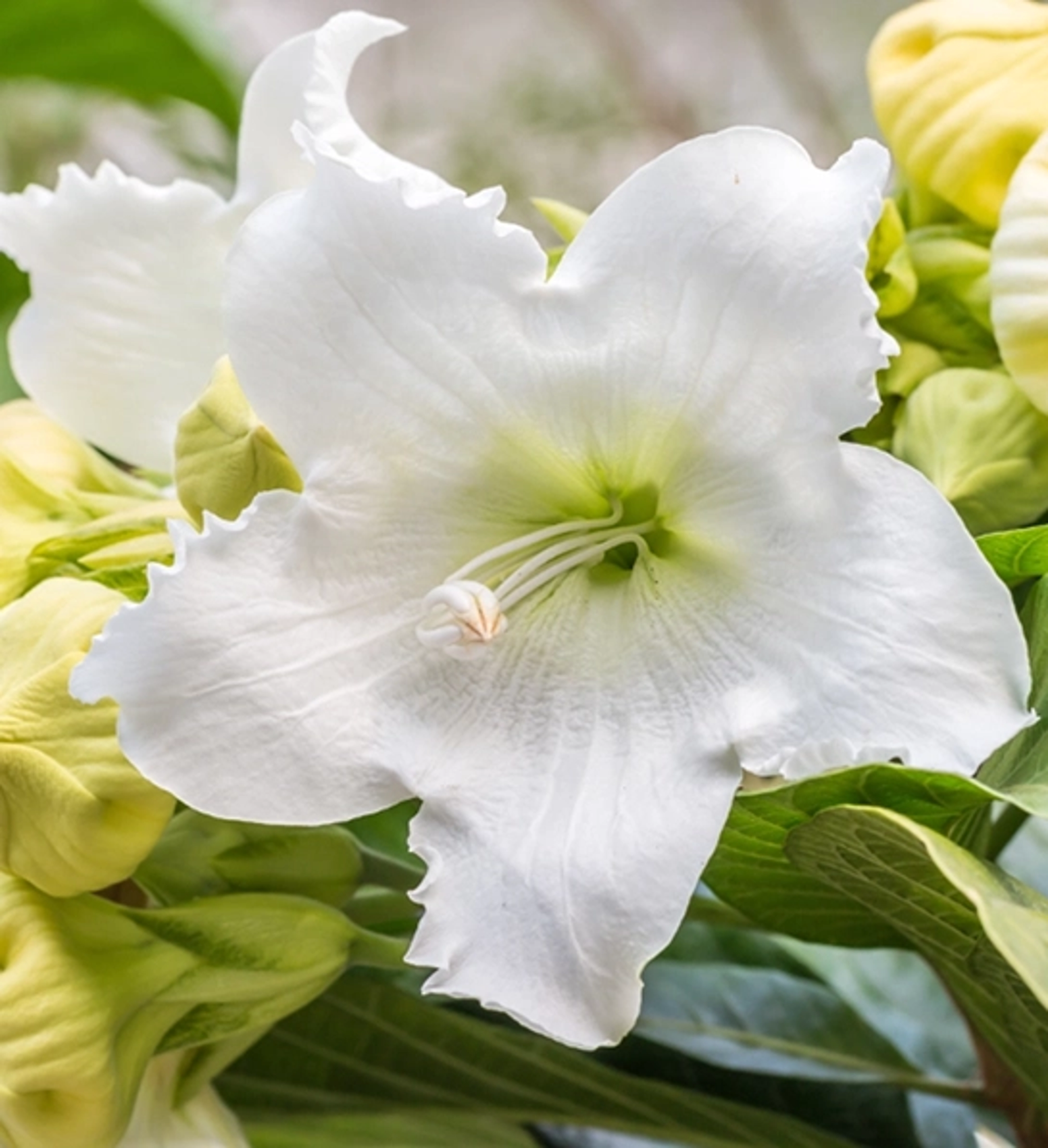 easter lily