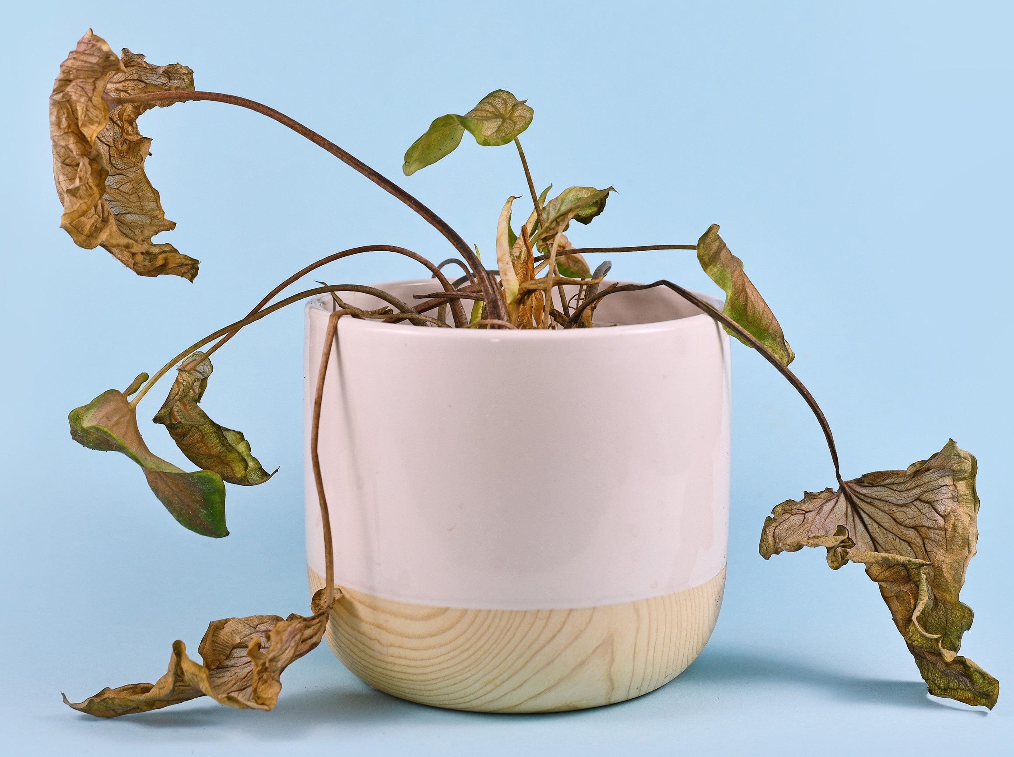 Neglected dying house plant with hanging dry leaves in white flower pot on blue background