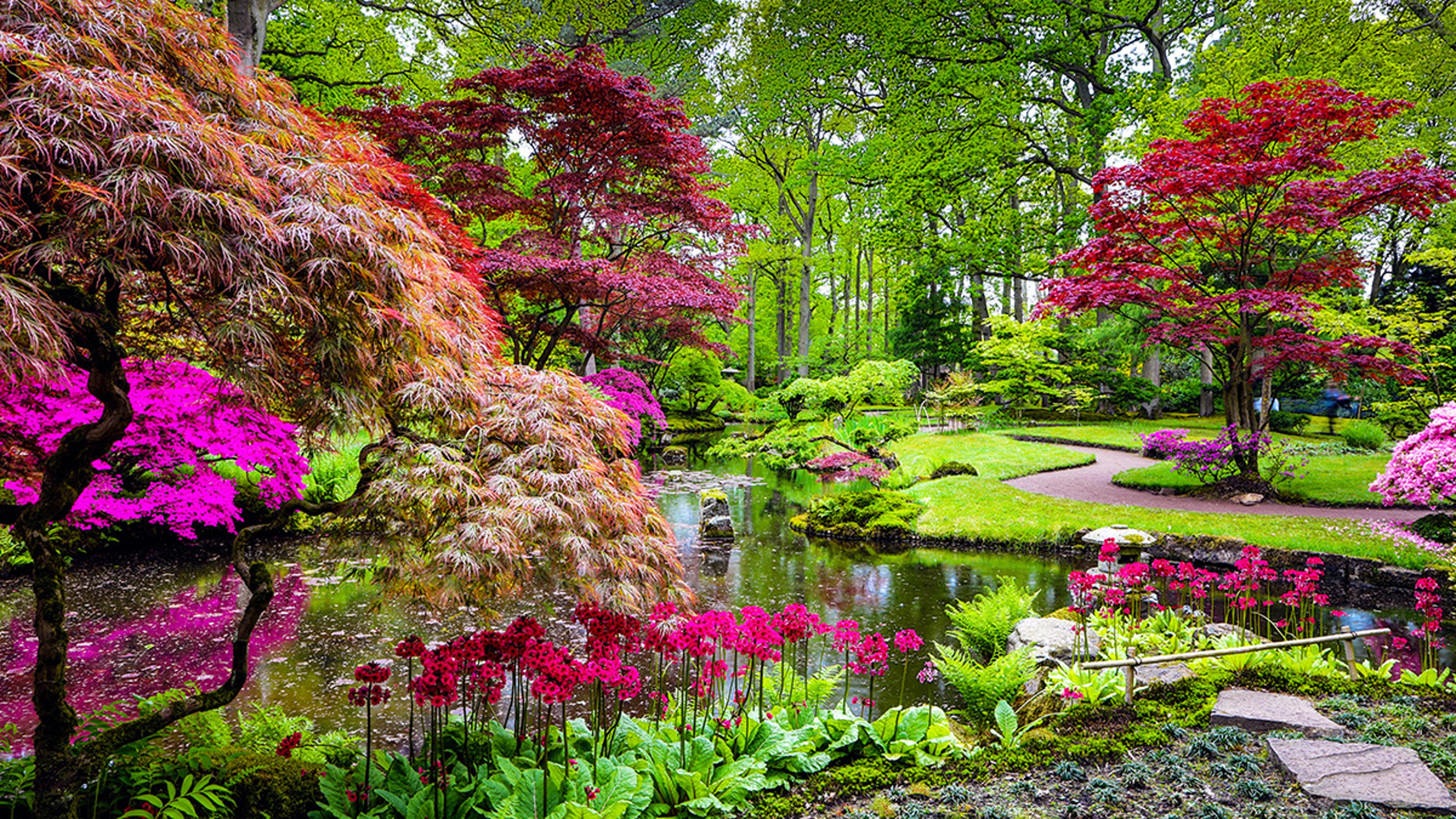 Article Cards Featured Image Photo of a traditional Japanese garden and popular Japanese flowers in bloom in The Hague