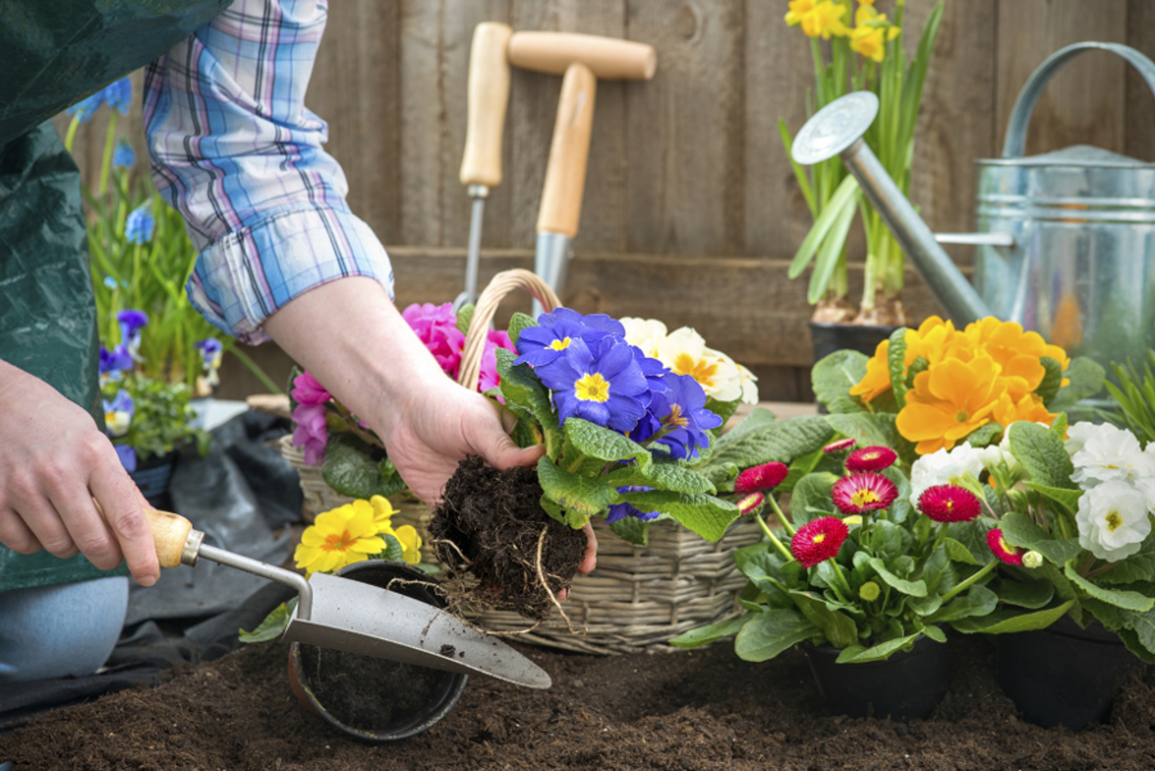 annuals perennials gardening