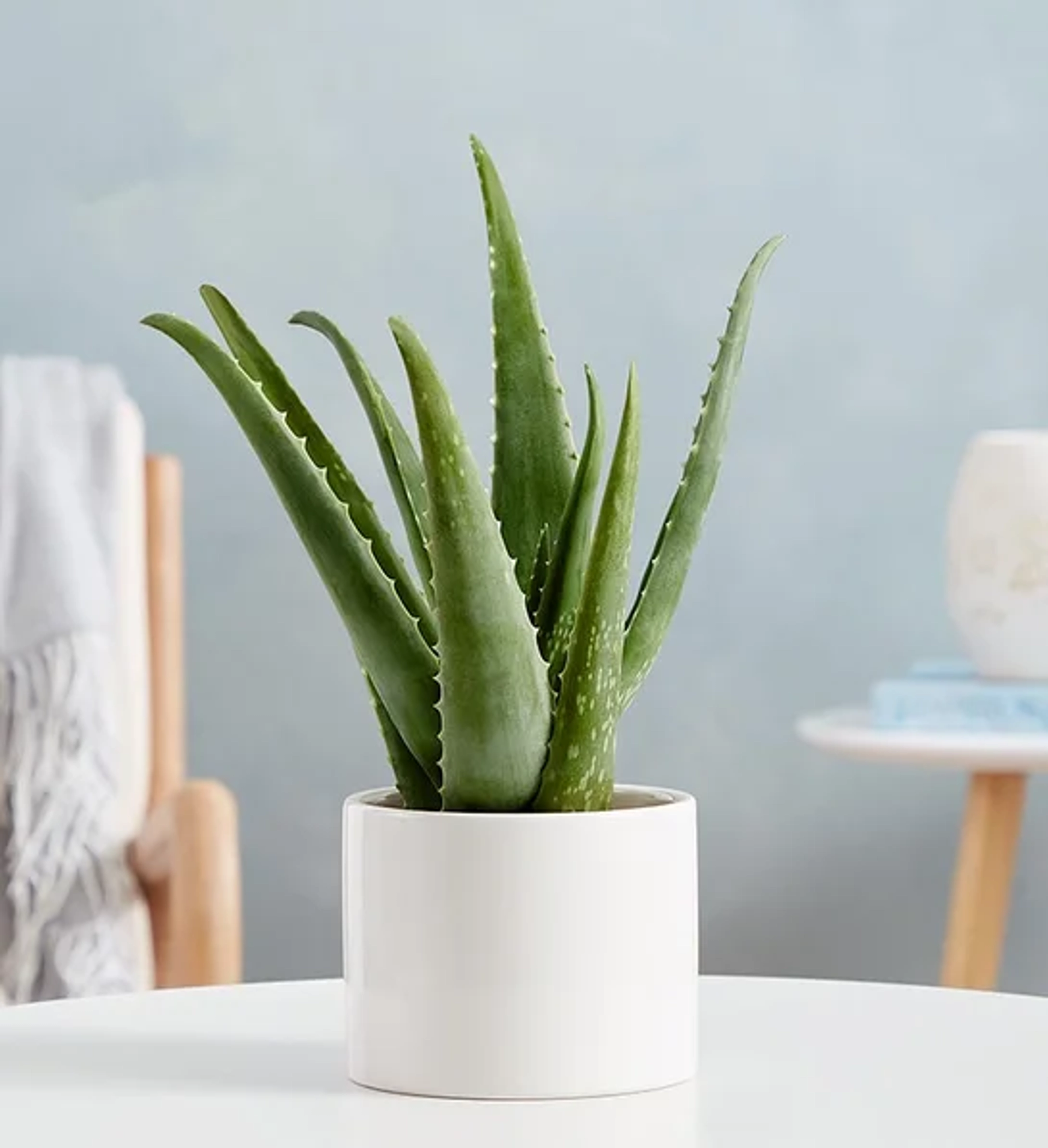 Aloe Vera Plant