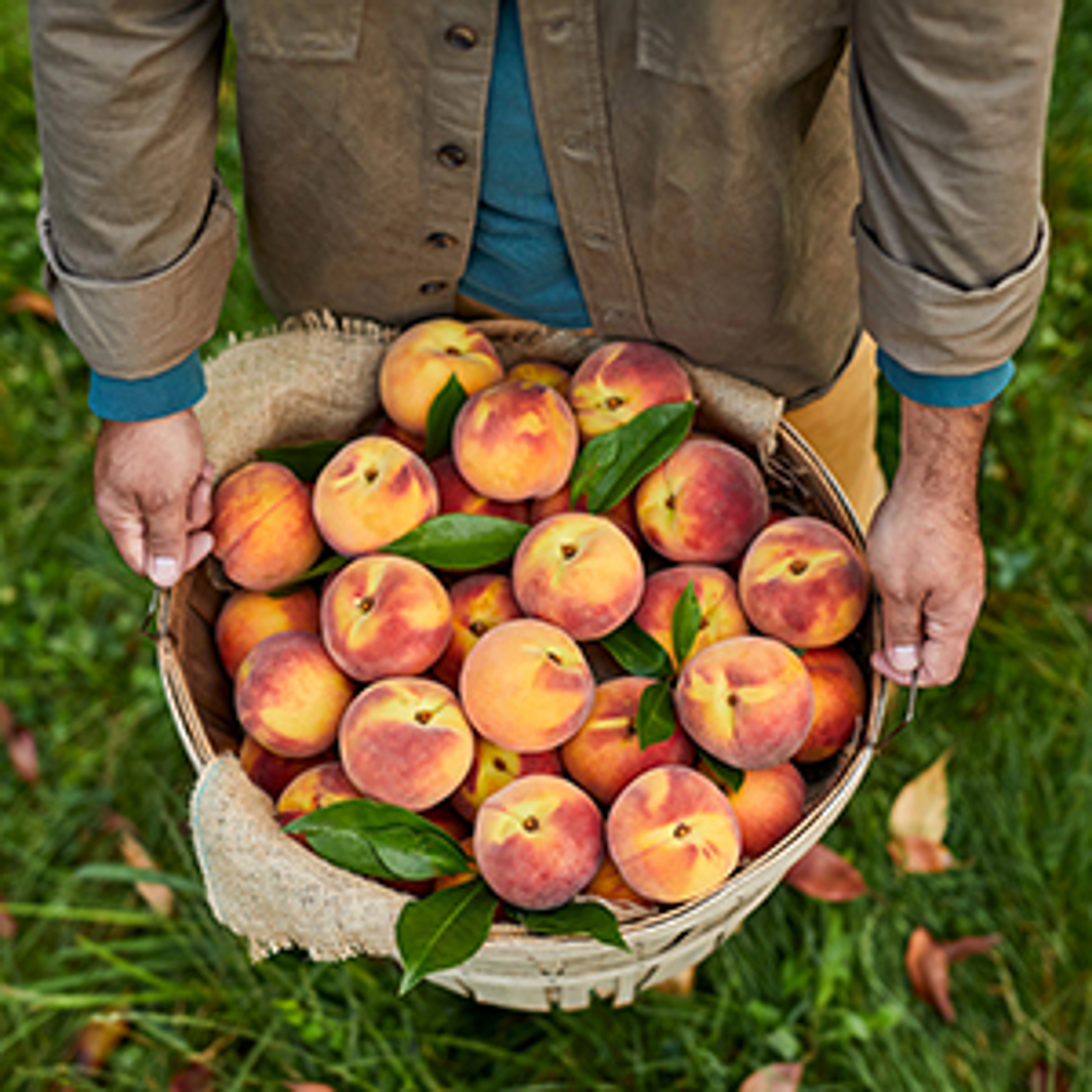 Basket of ripe peaches in an orchard.