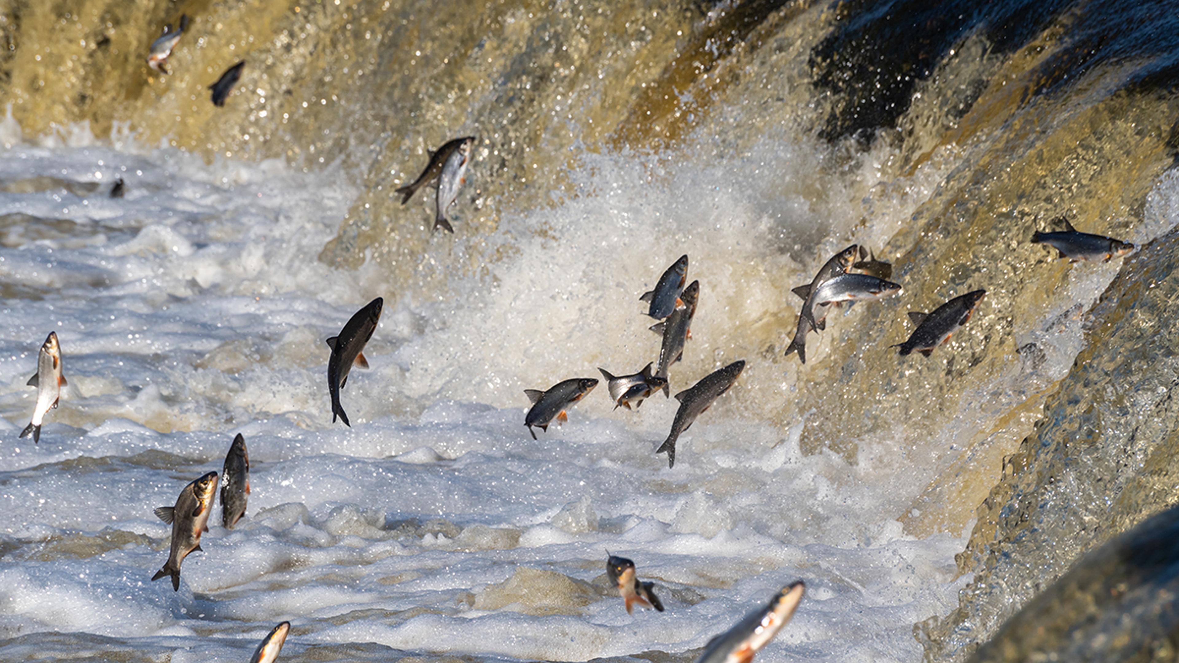 Salmon swimming upstream