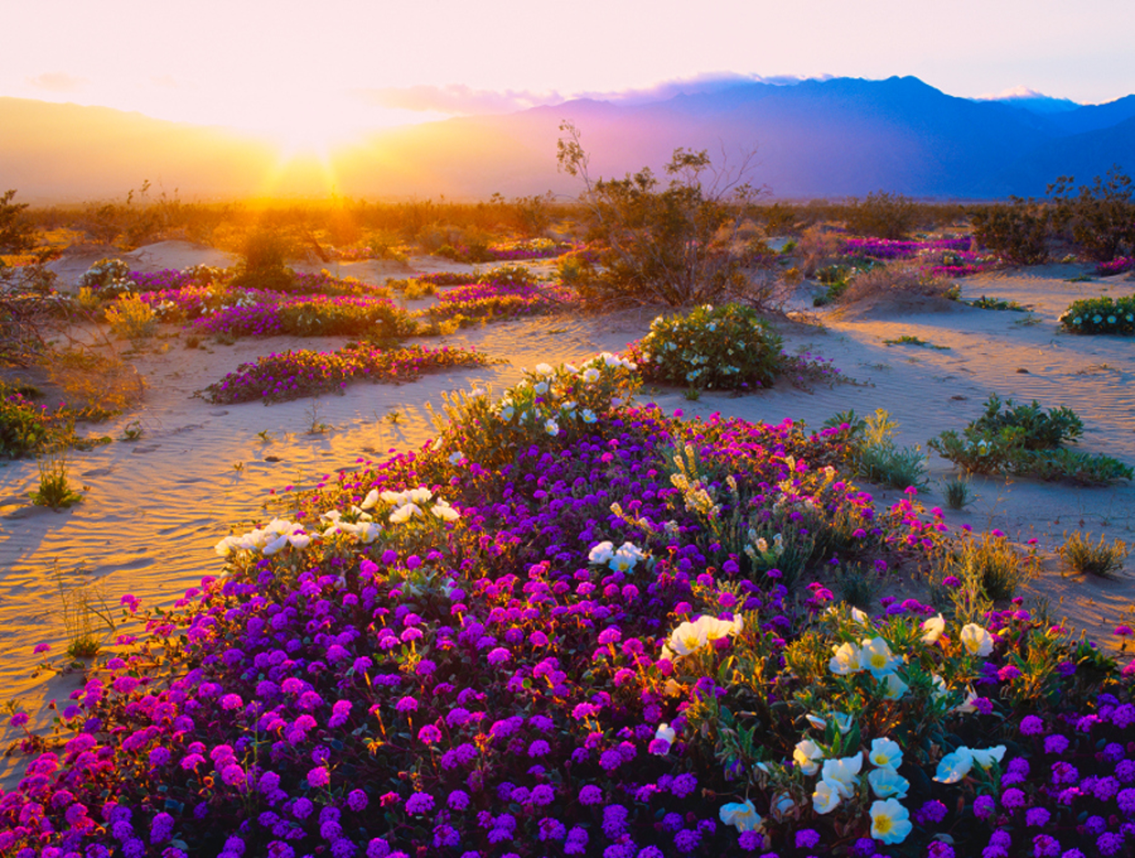 Article Cards Featured Image Spring Wildflowers In Anza Borrego Desert State Park, California