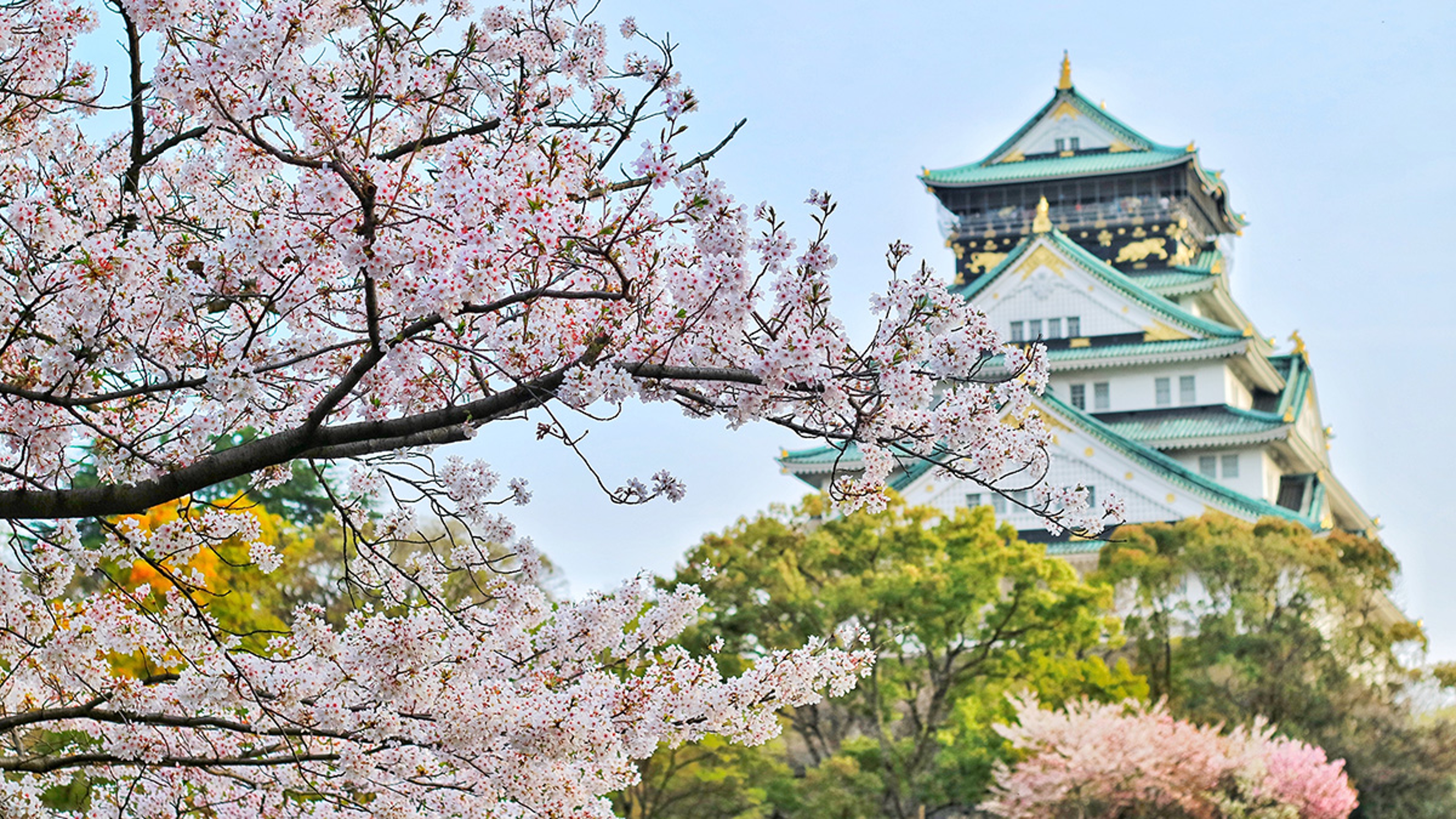 Photo of a pagoda, with popular Japanese flowers cherry blooms in foreground