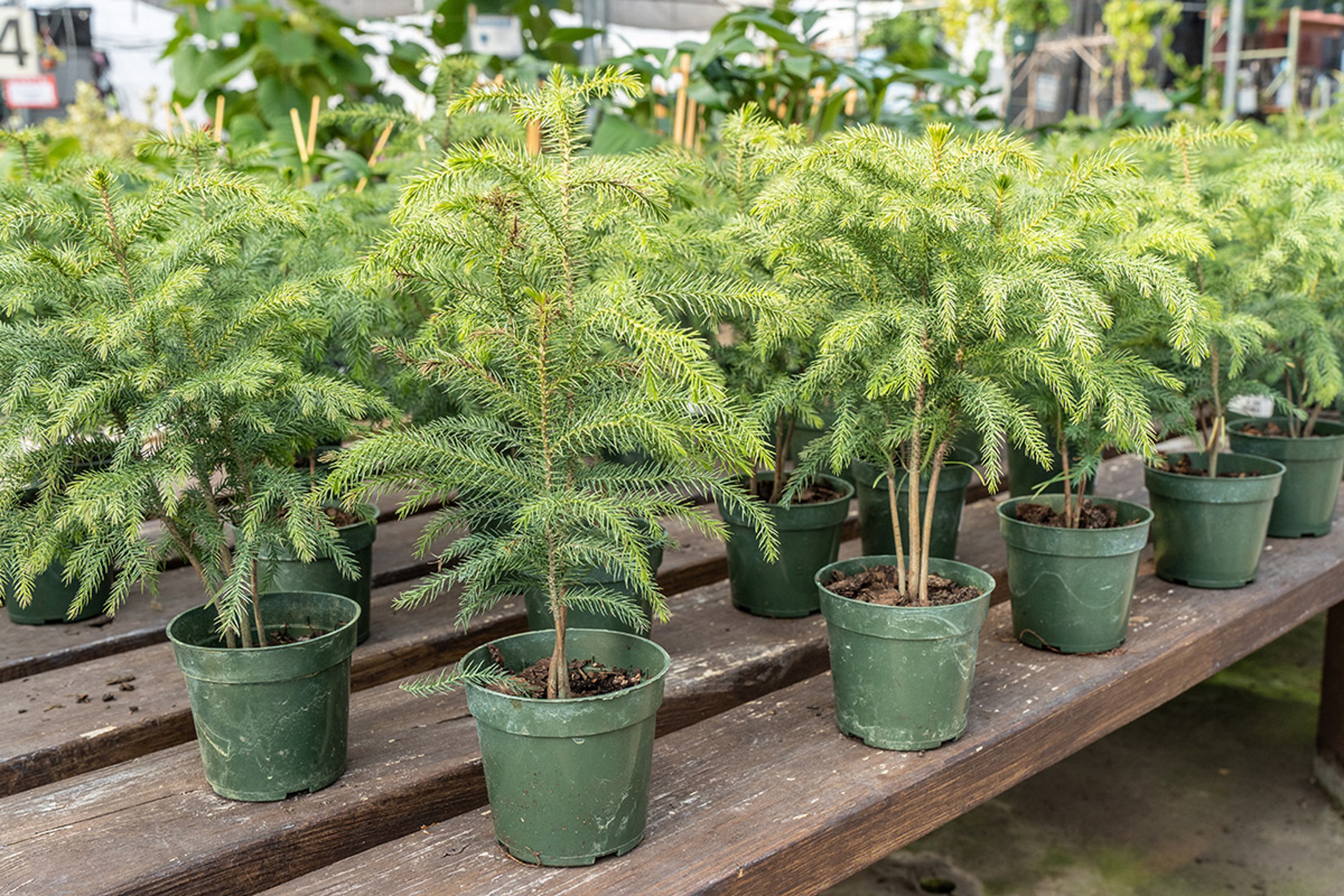 types of christmas trees norfolk island pine