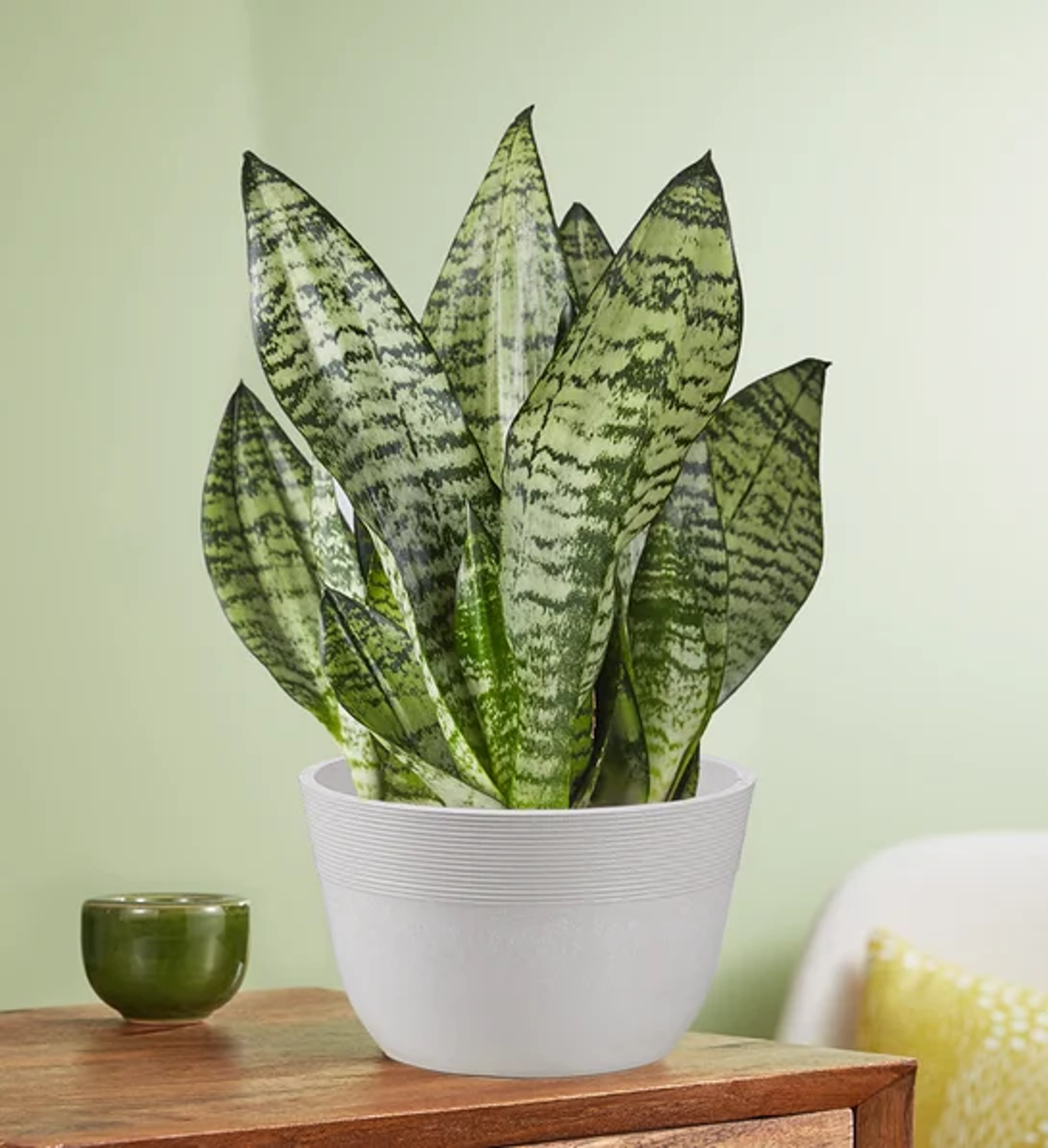 boss  day gifts ideas Snake Plant