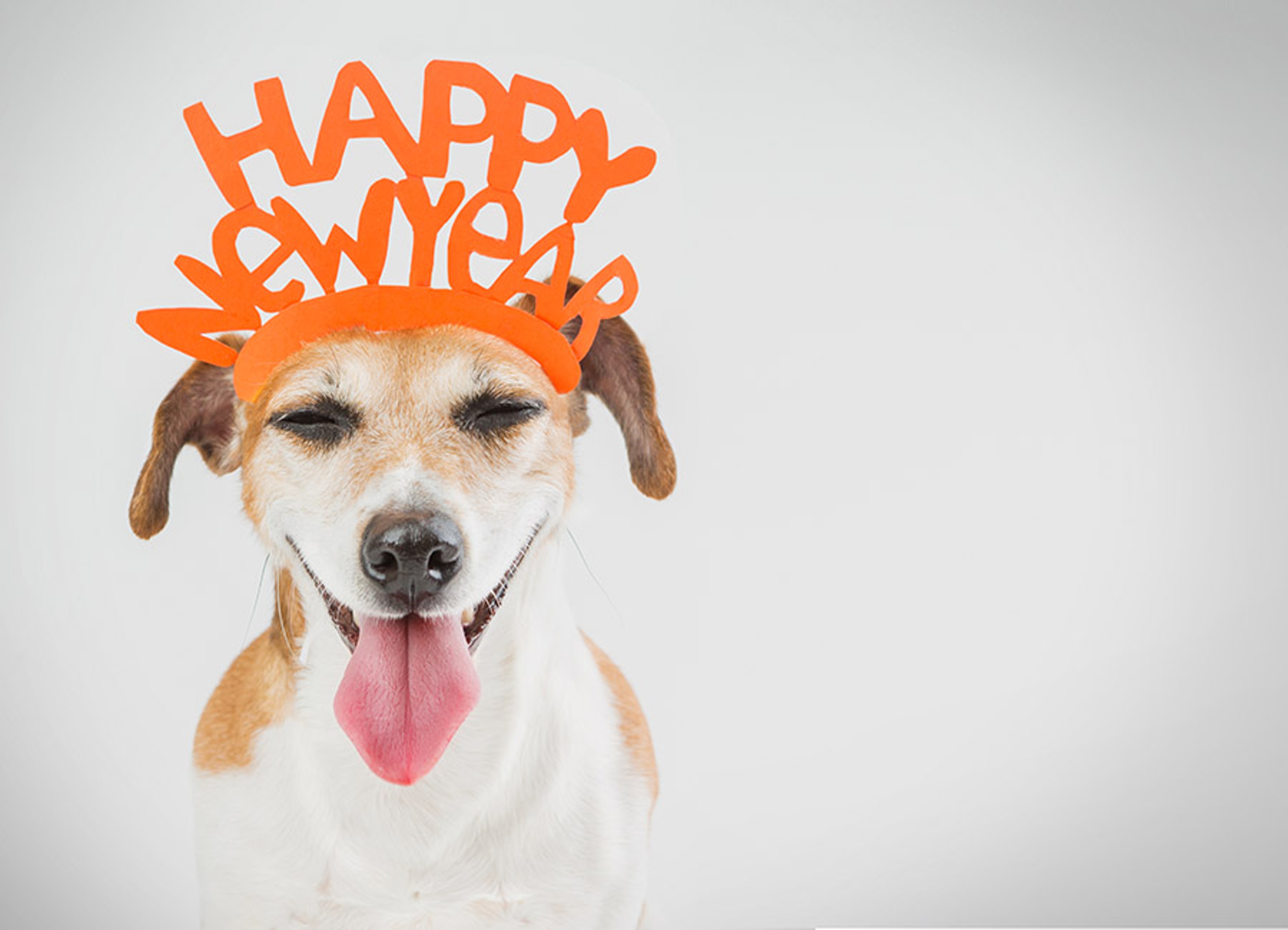 new years quotes dog wearing happy new year hat