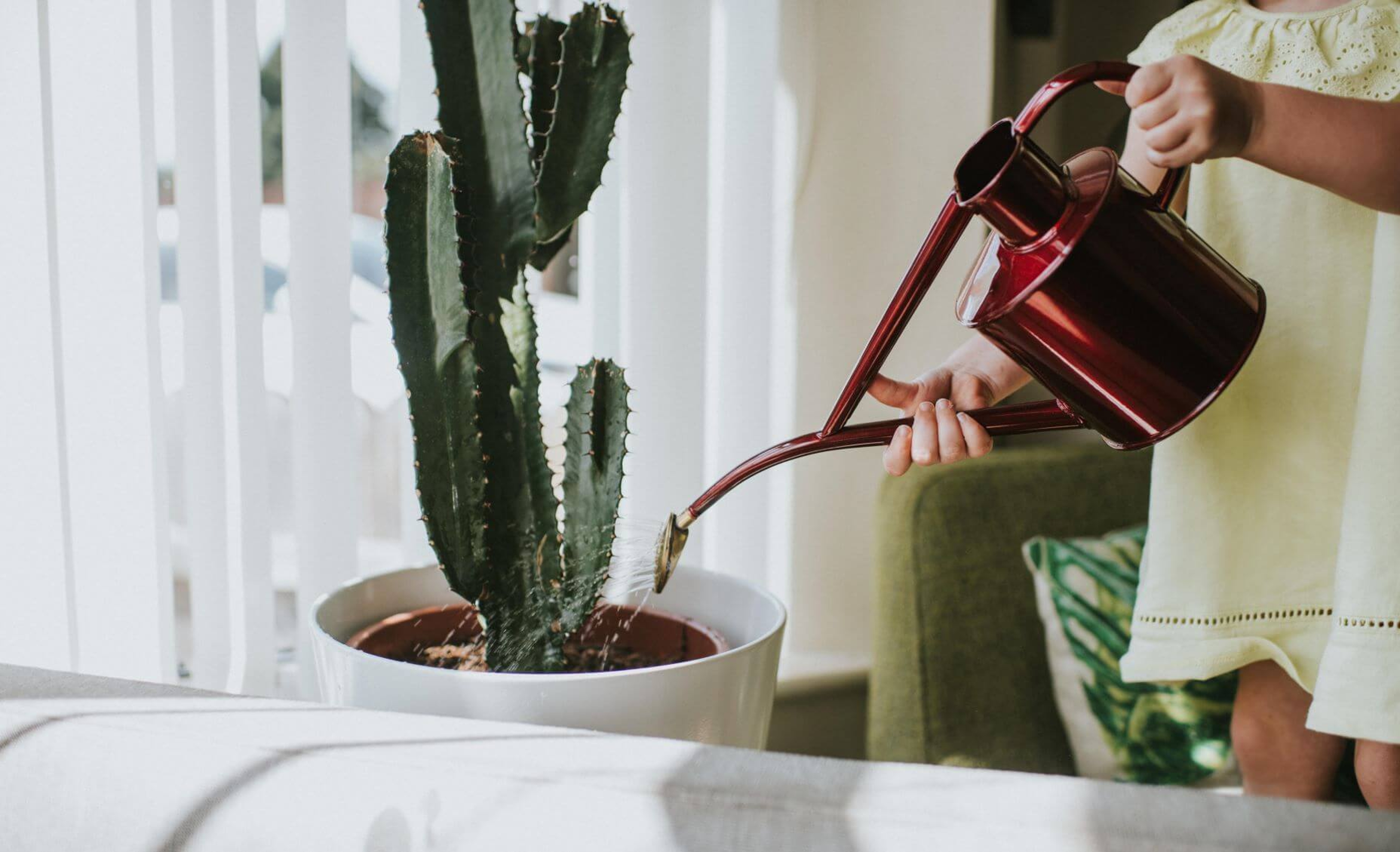 Article Cards Featured Image Woman watering a cactus with a watering can