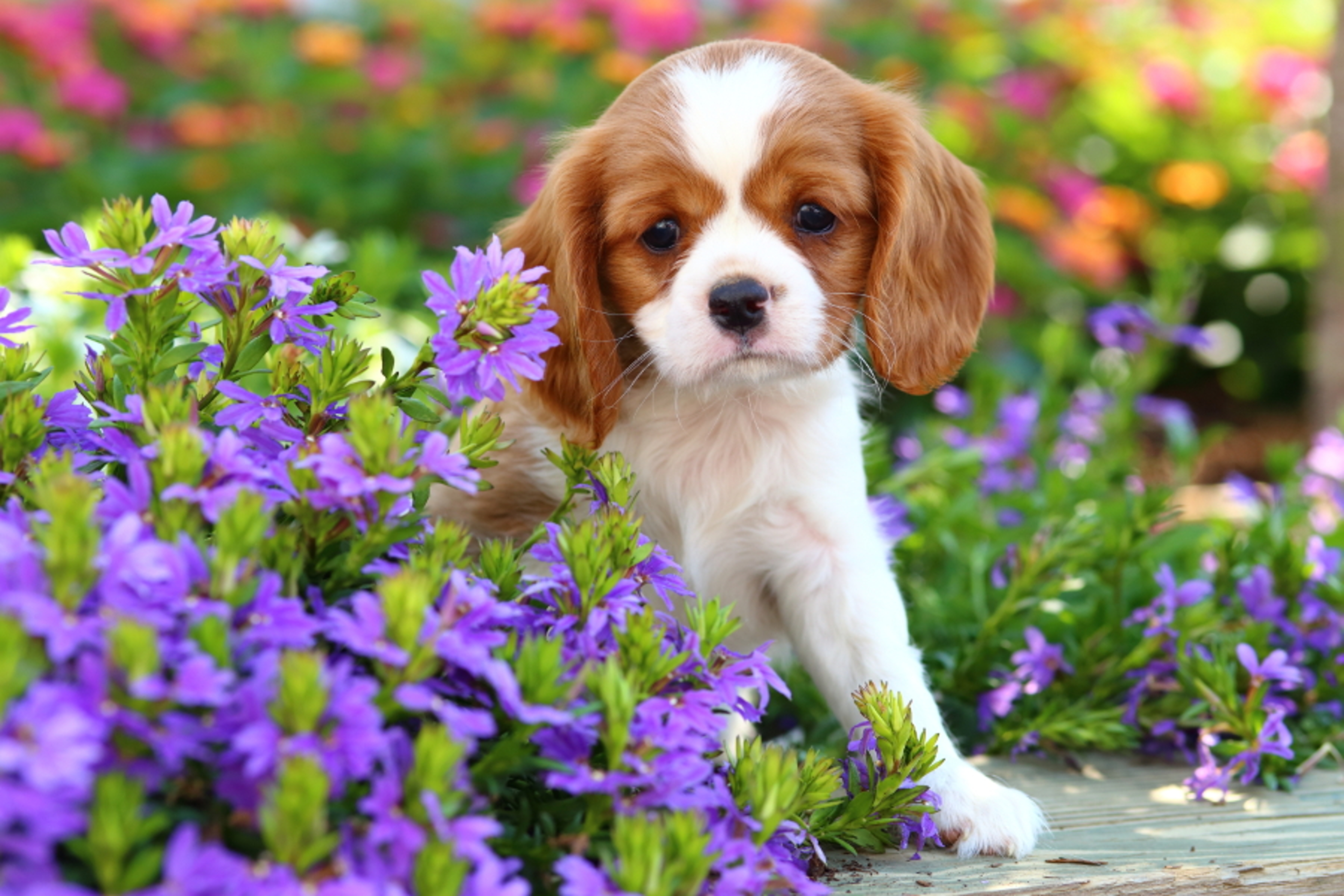 Article Cards Featured Image dog gardening flowers pets