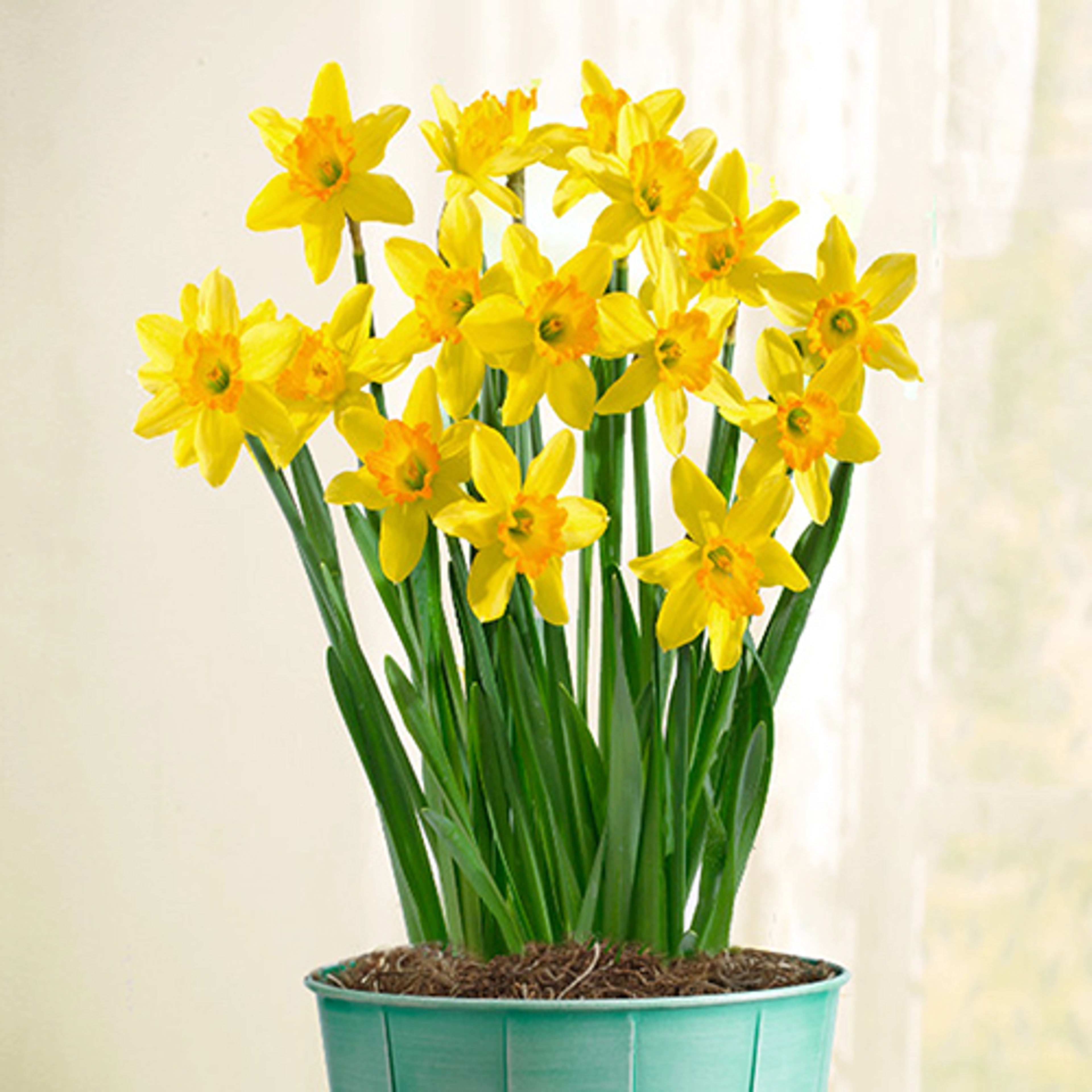 birth flowers daffodil crop