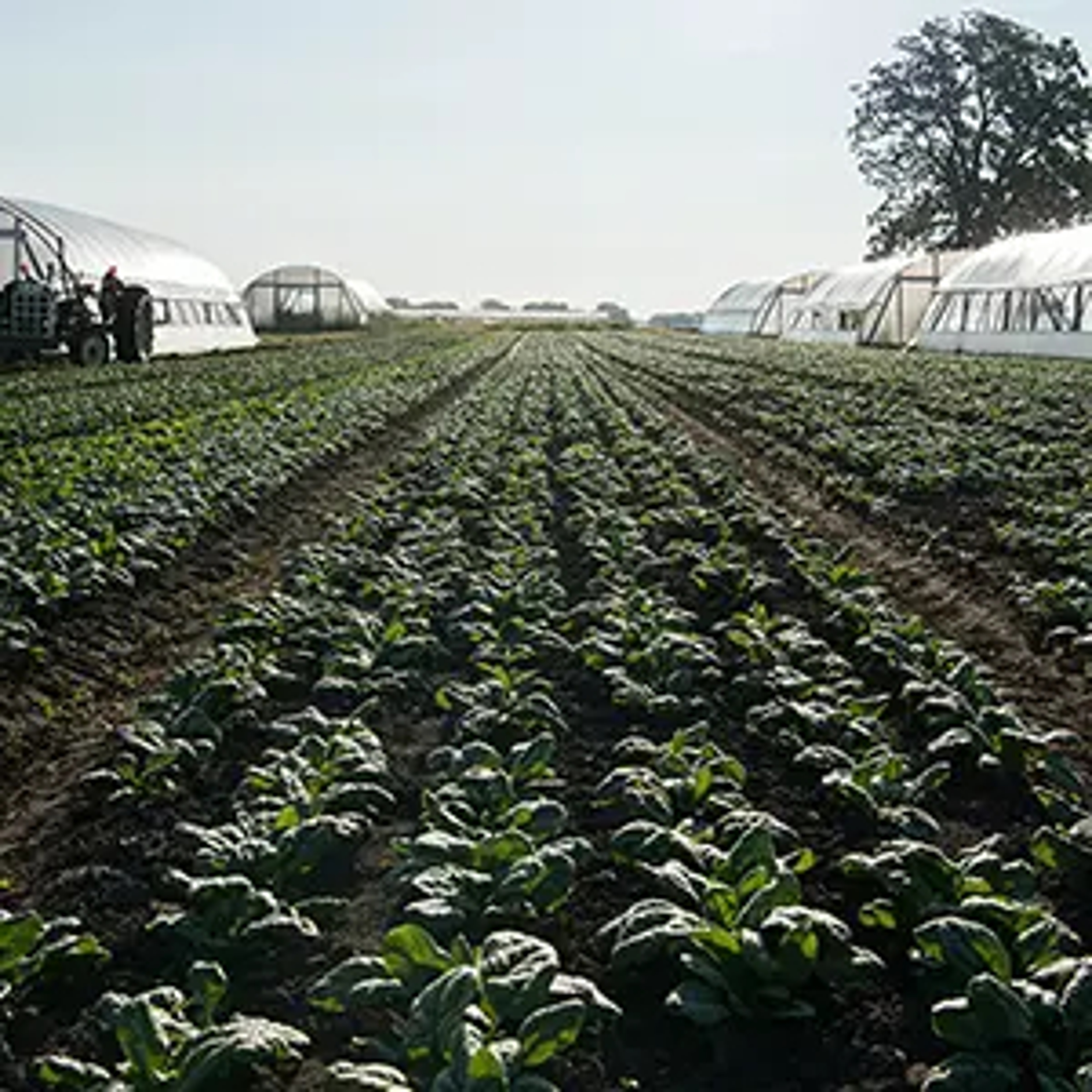 Spinach growing in rows in the field