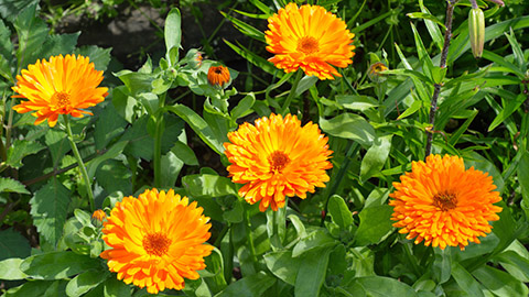 types of orange flowers with Blooming calendula lat. Calendula officinalis in the garden