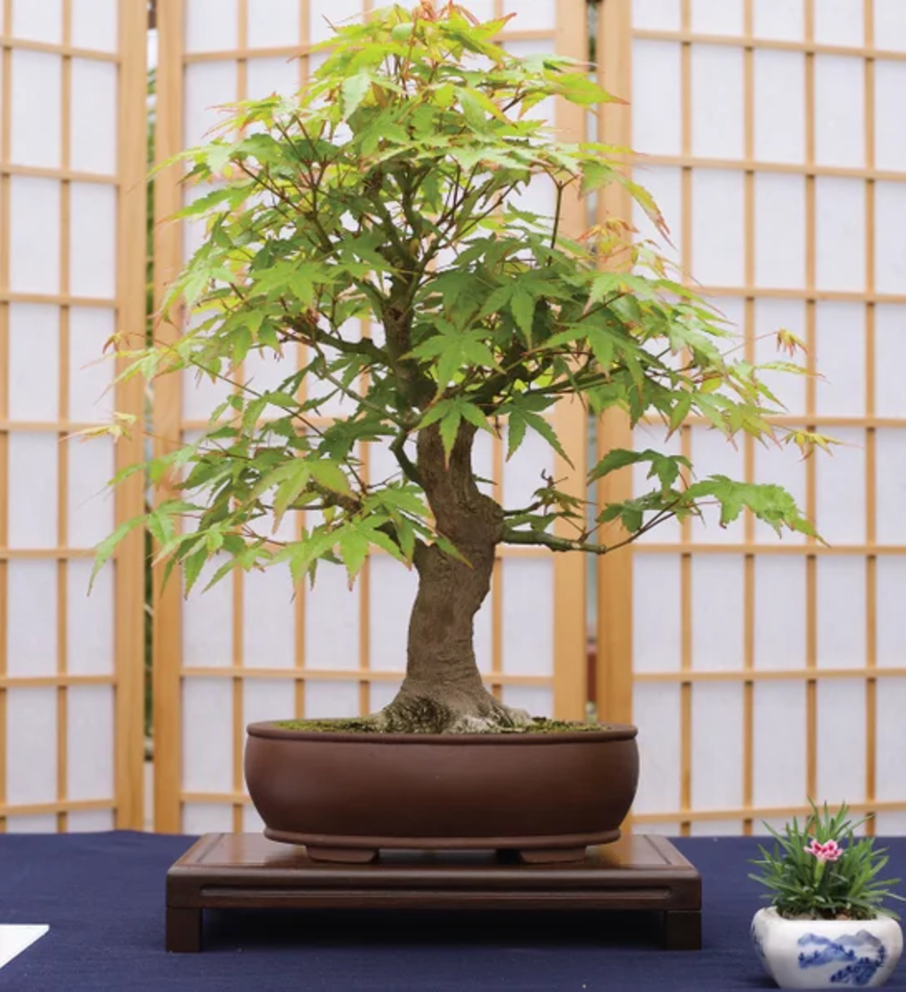 types of bonsai trees Japanese maple bonsai