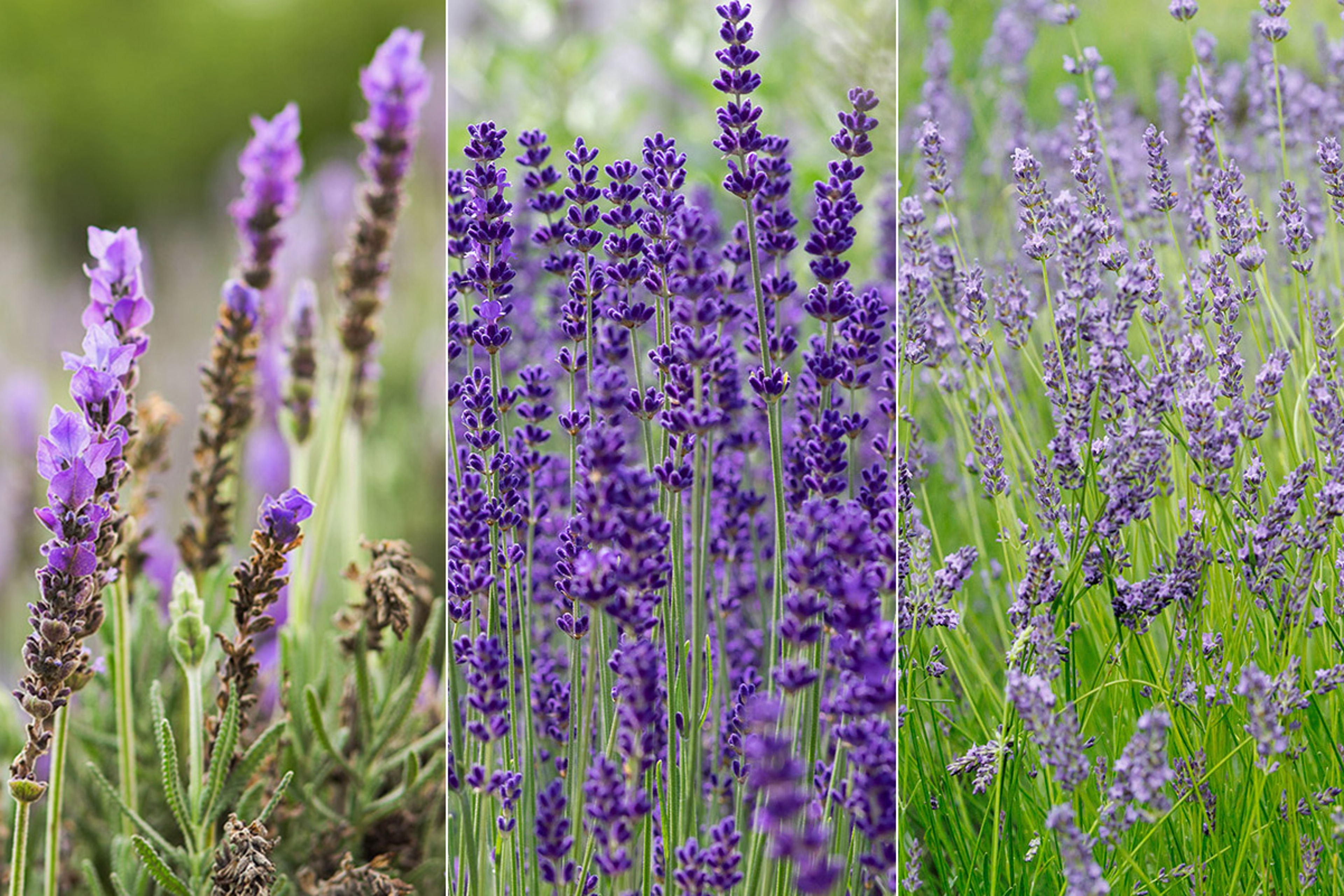 Article Cards Featured Image types of lavender hero