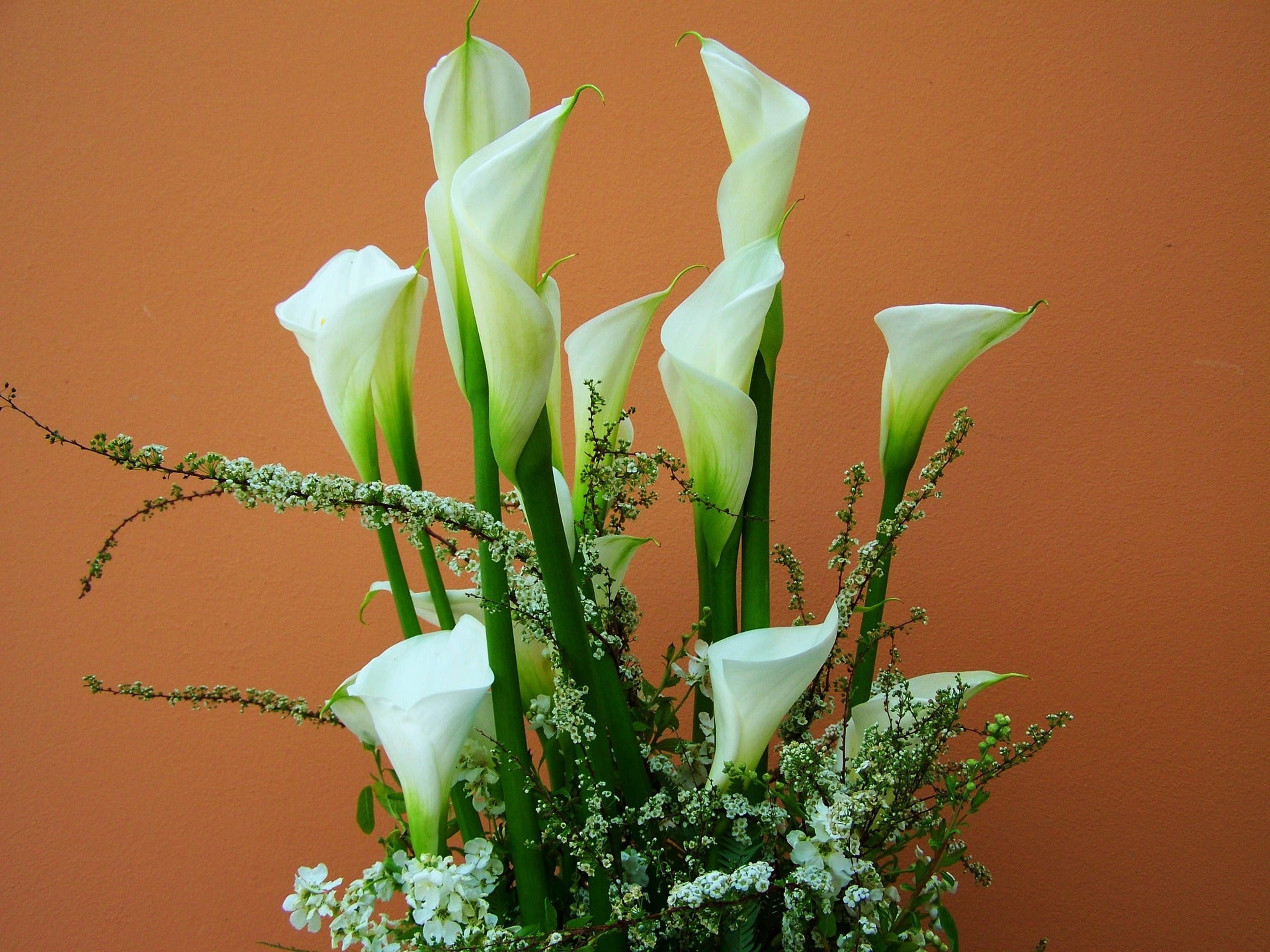 Calla Lilies