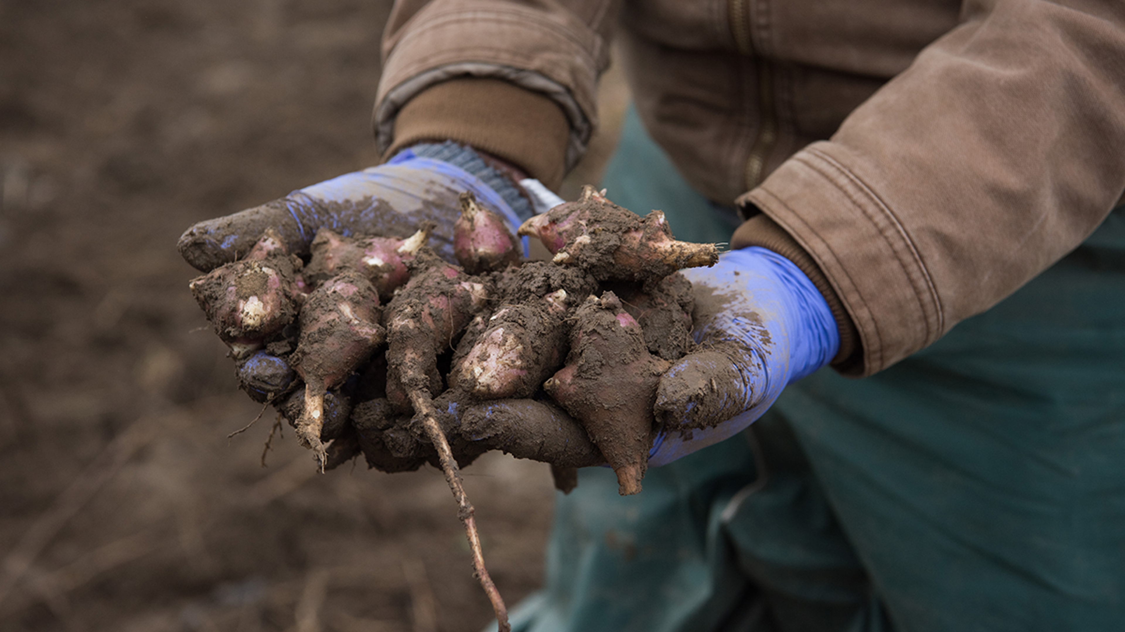jerusalem artichokes in hands