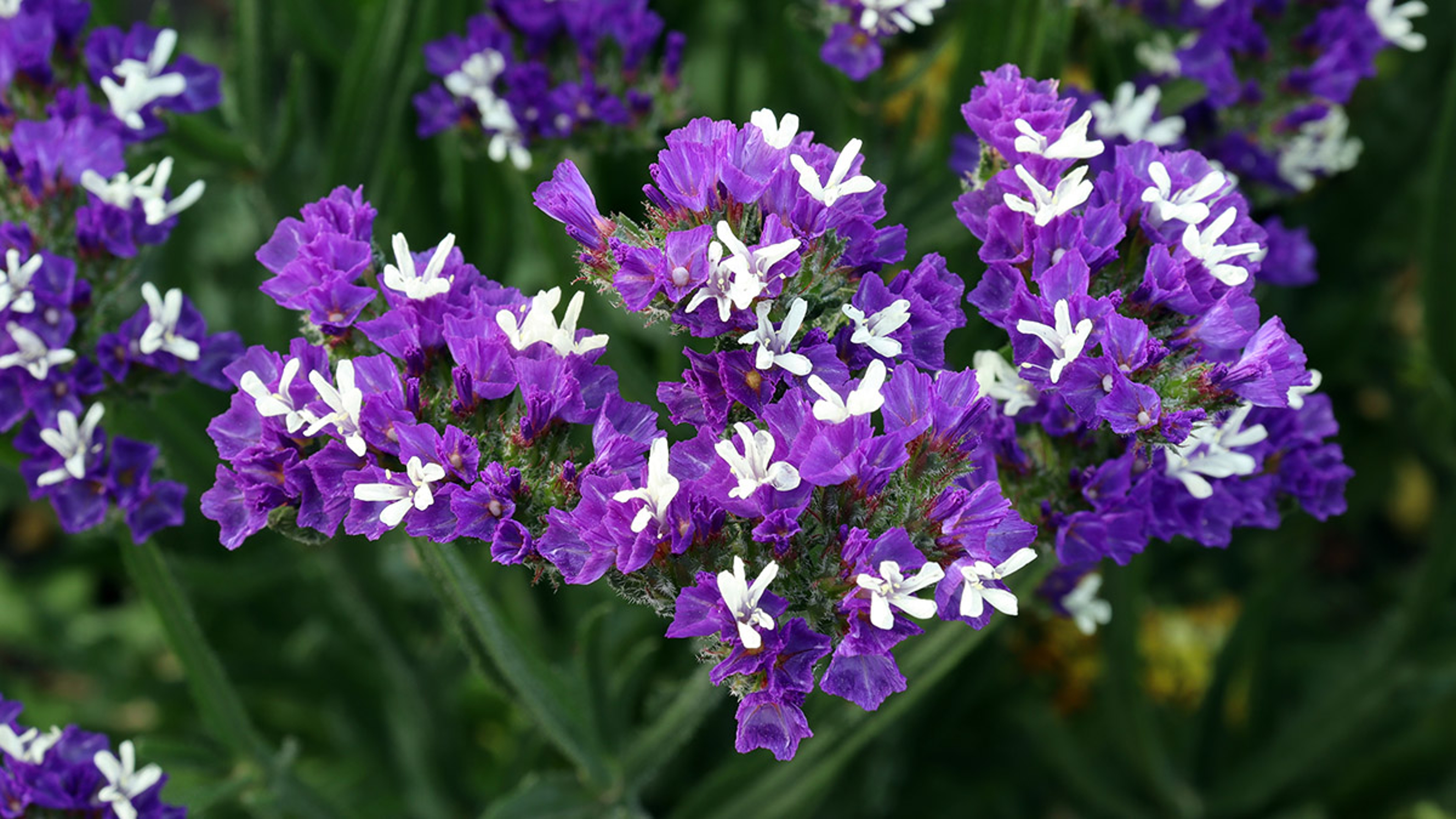The plant statice statice , or kermek Limonium is a member of