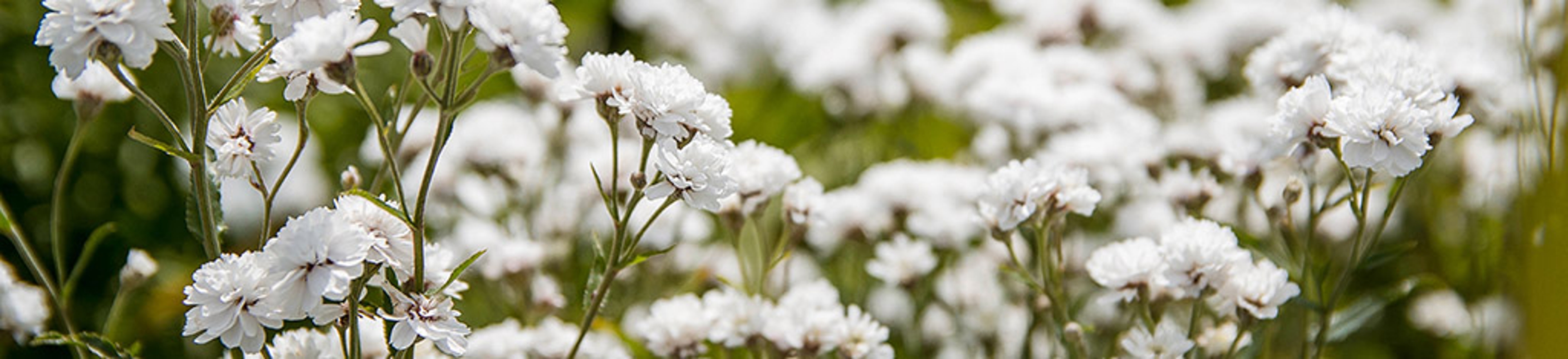 White flowers baby's breath Bush