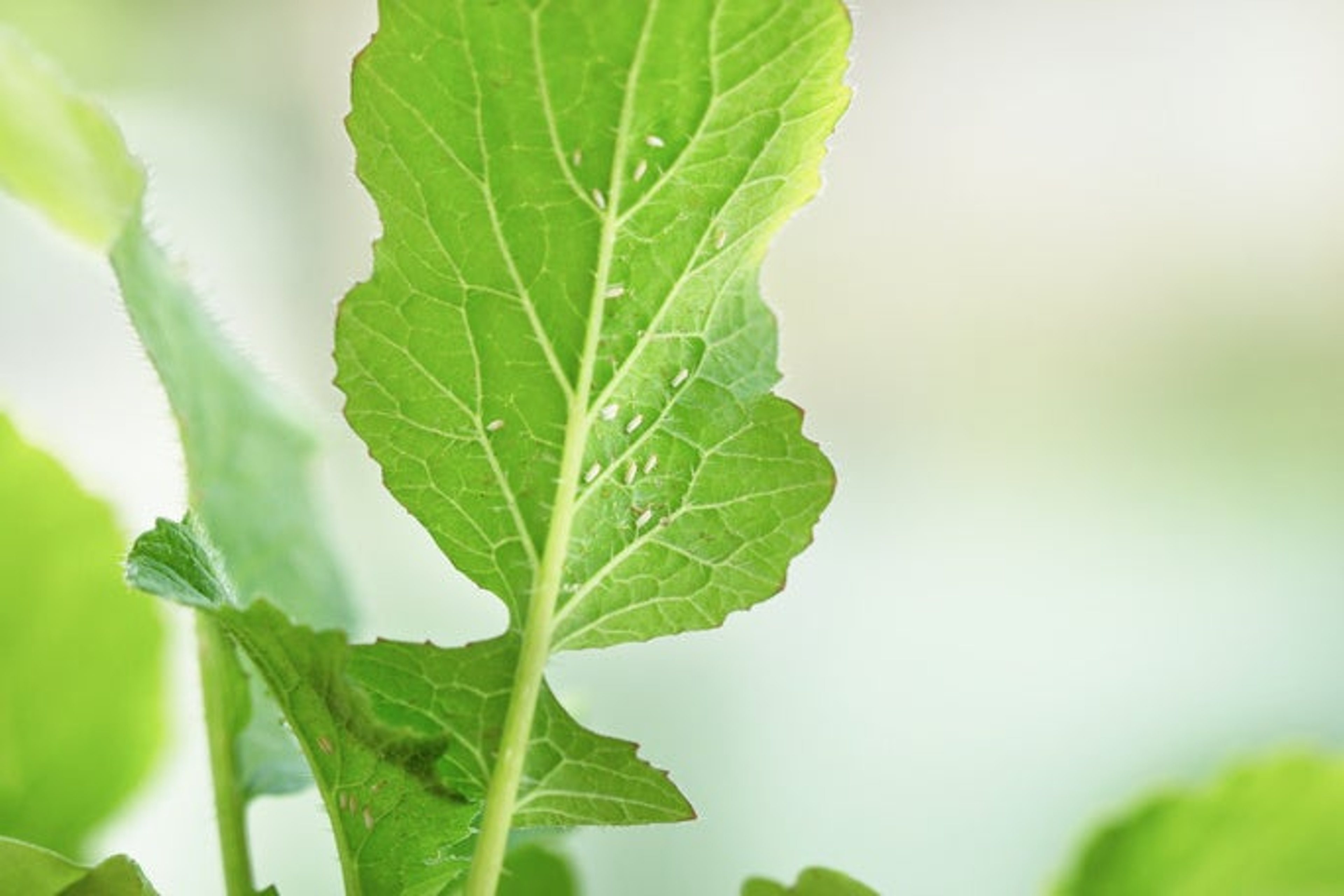 White flies greenhouse pest, whiteflies on green leaf