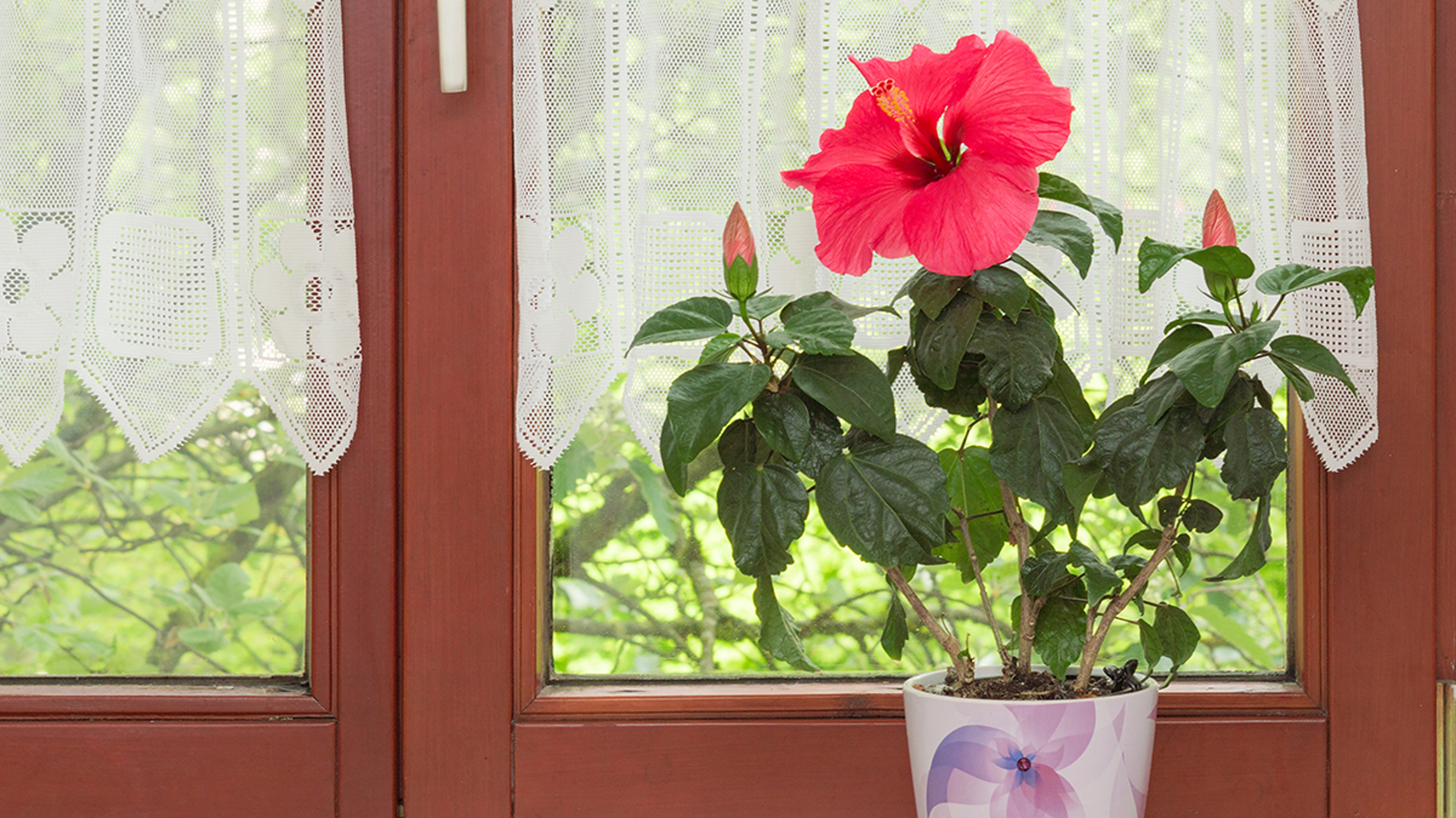 Beautiful potted red Hibiscus flower on windowsill in interior of rustic European house