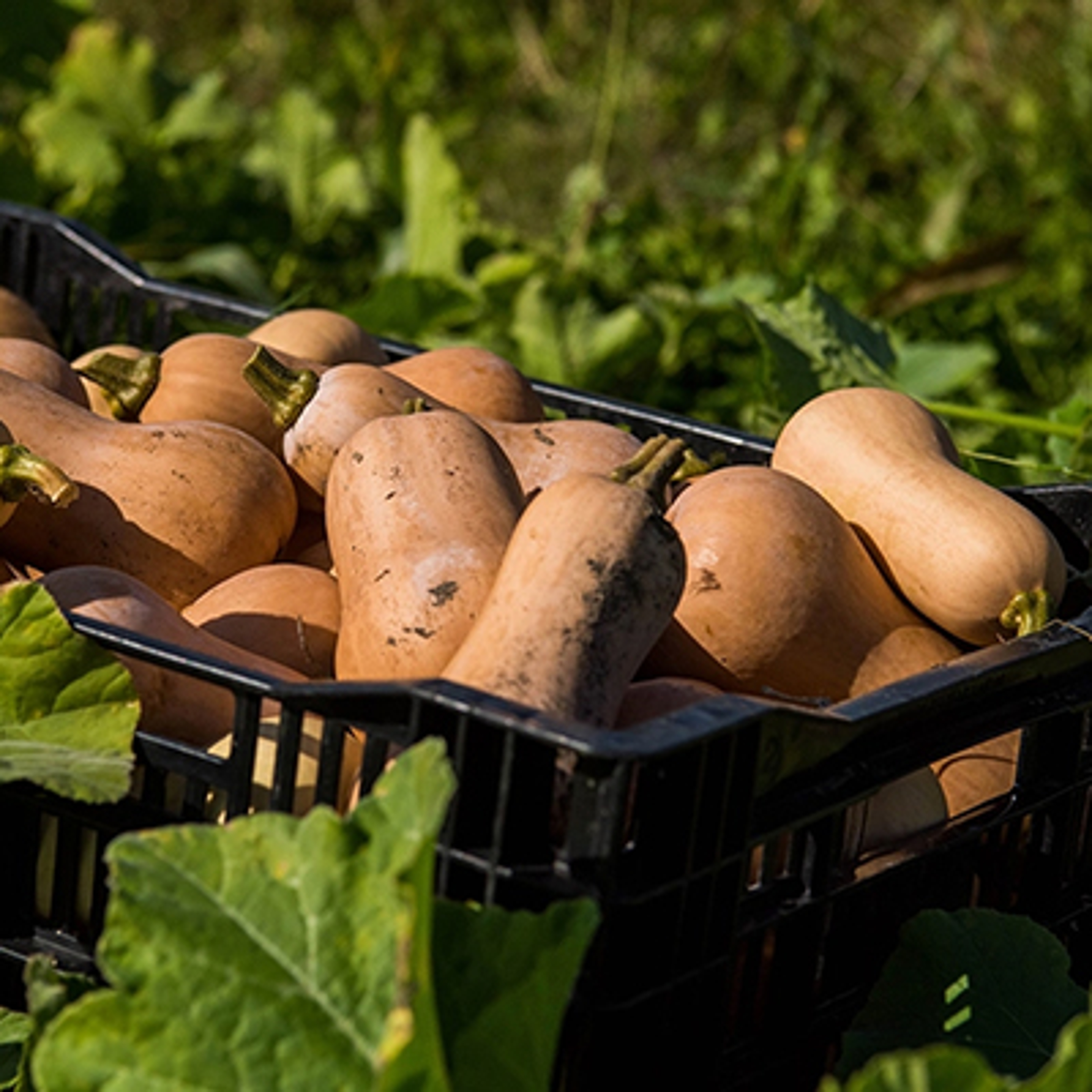 Fall squash in a bin in a field of greens.