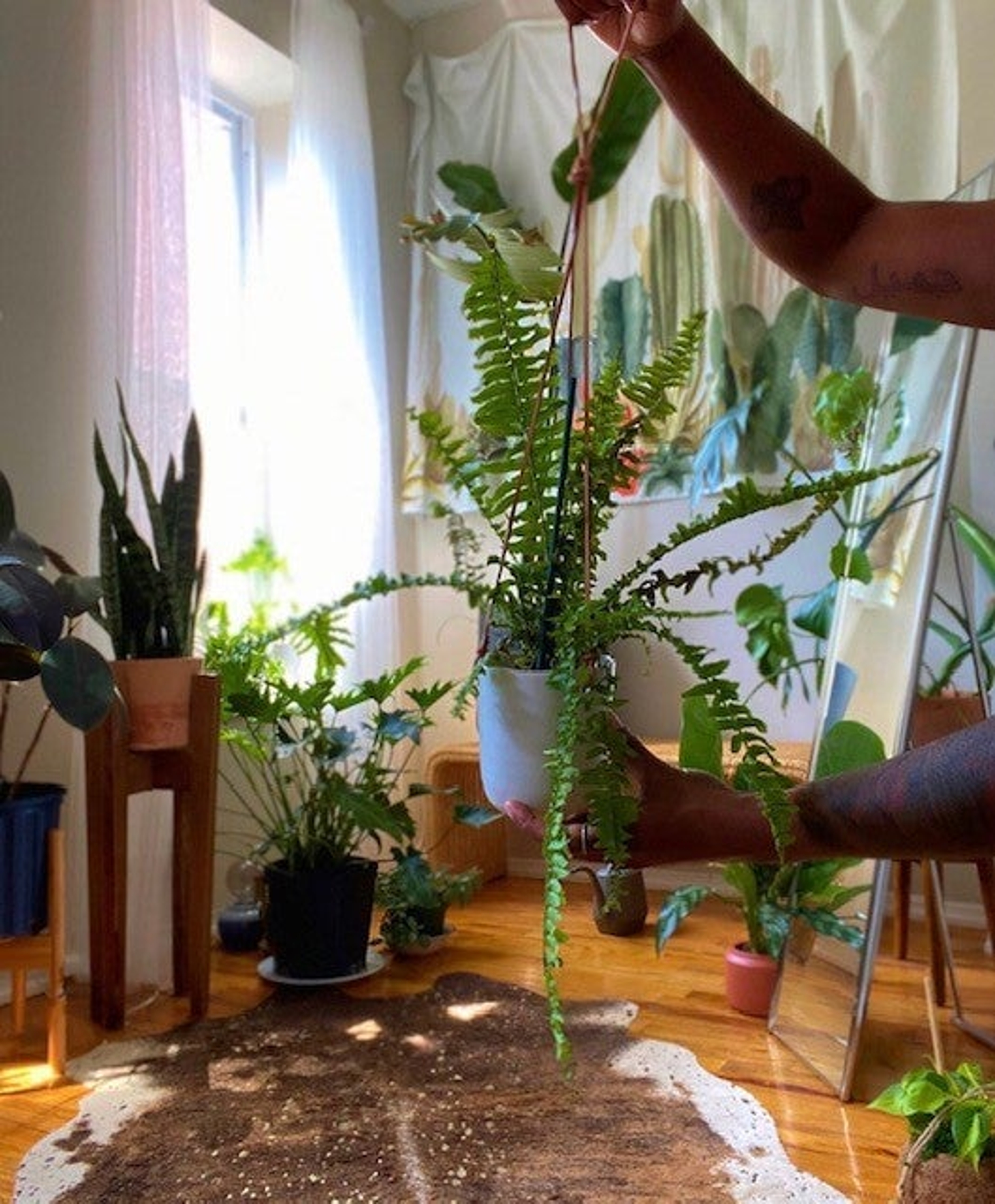 Boston Fern Hanging Plant