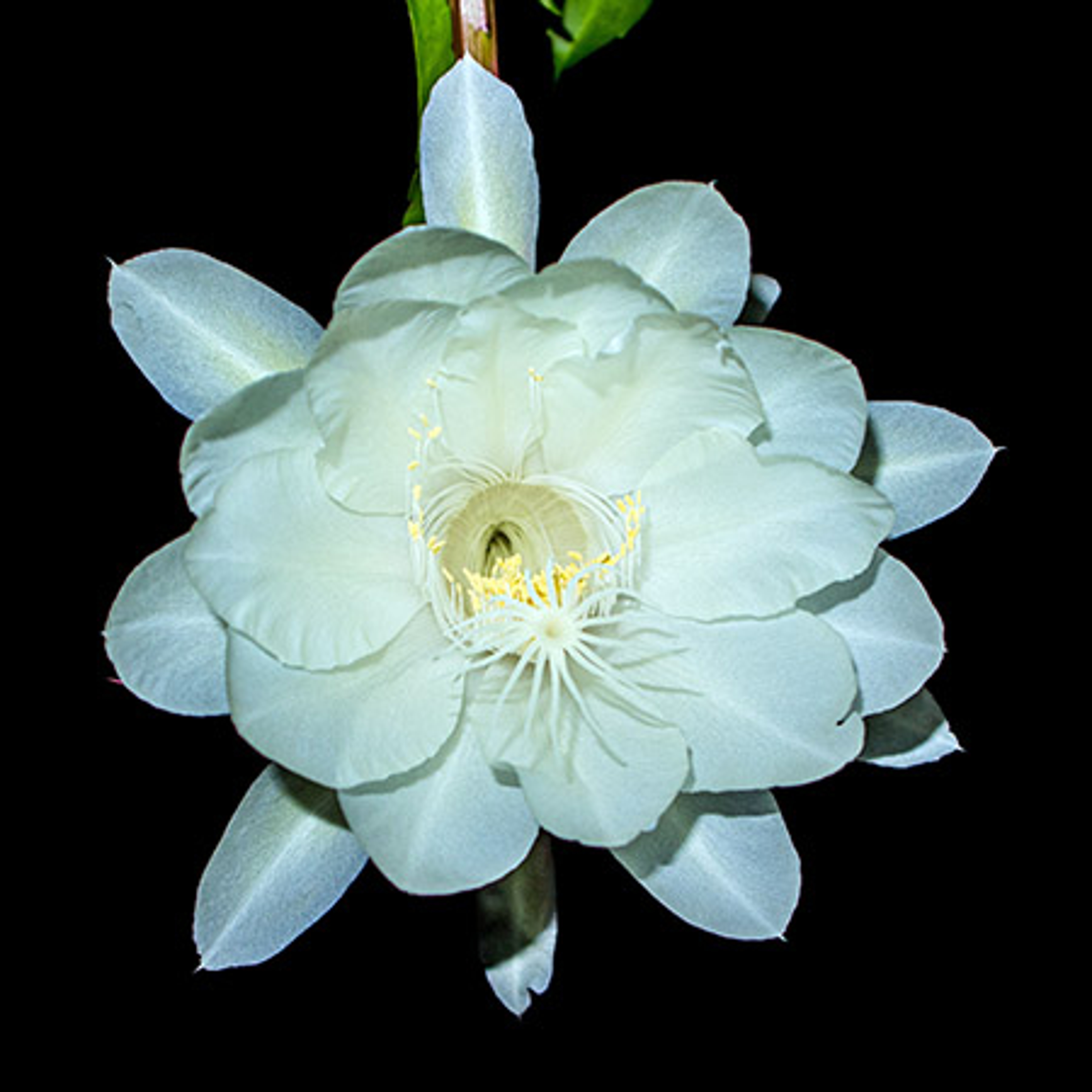 Epiphyllum anguliger. blooming flower in Indonesia called Wijaya