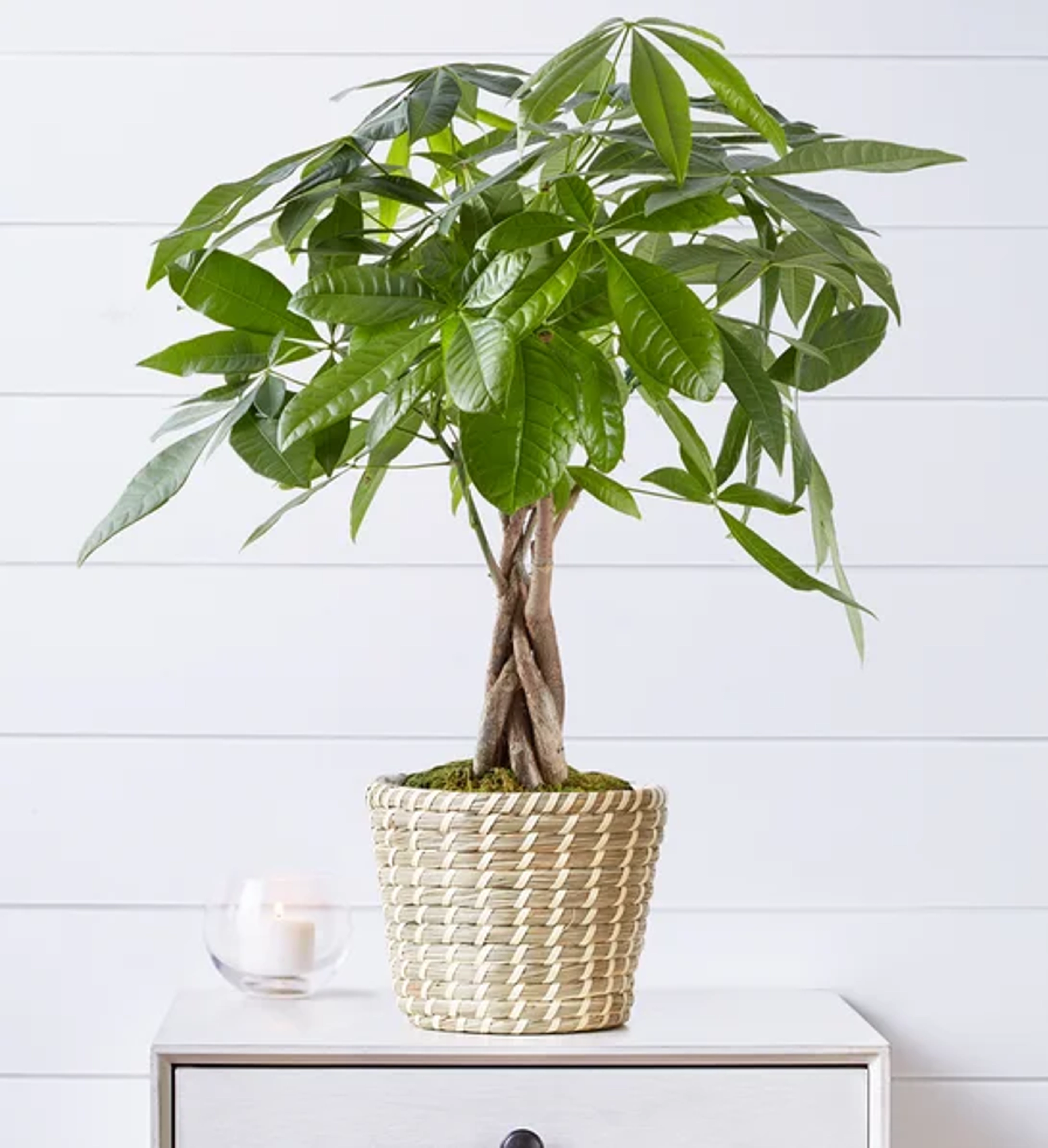 types of bonsai trees money tree