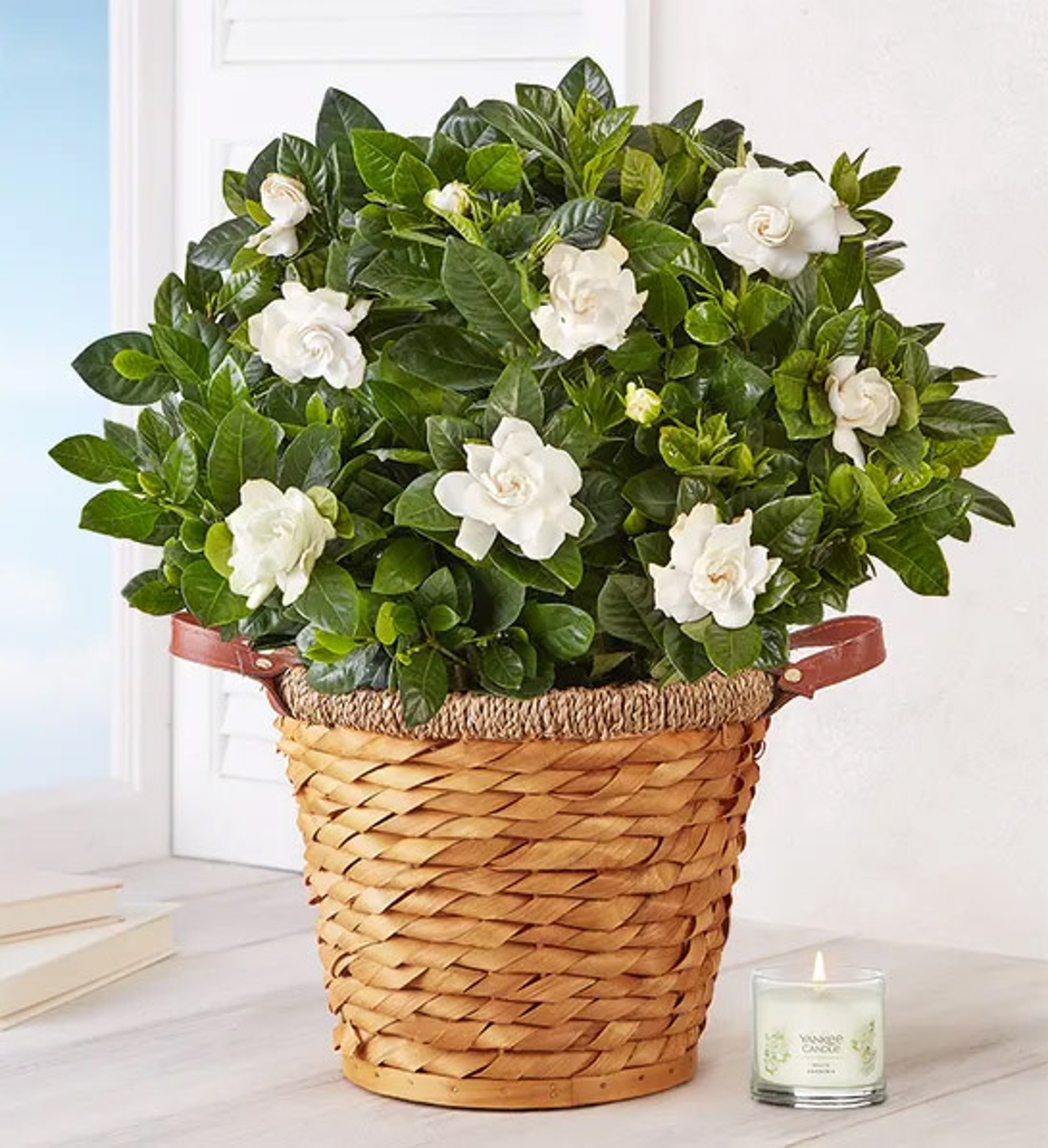 valentines day facts with gardenia plant