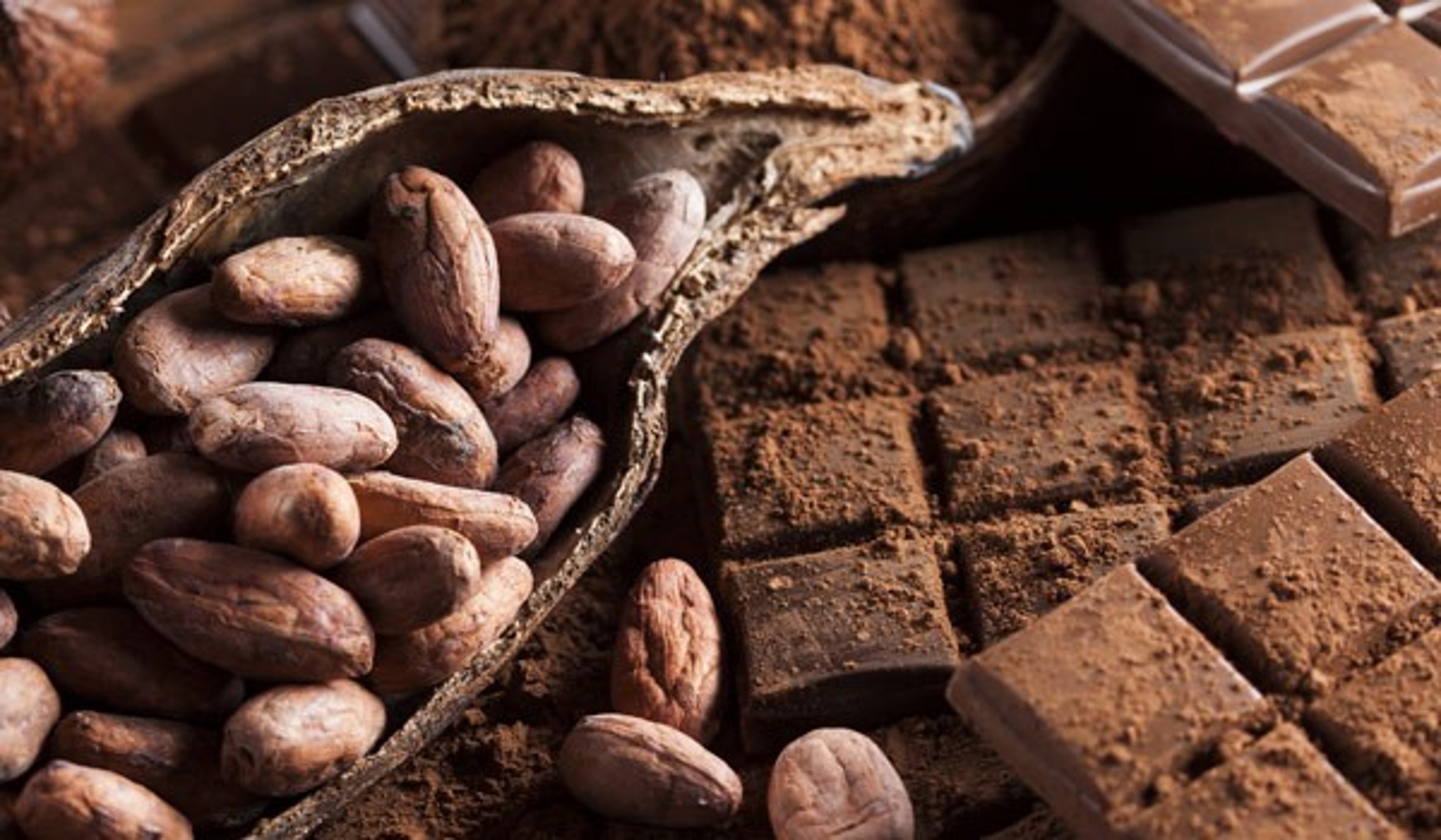 Article Cards Featured Image A photo of chocolate and cacao pods