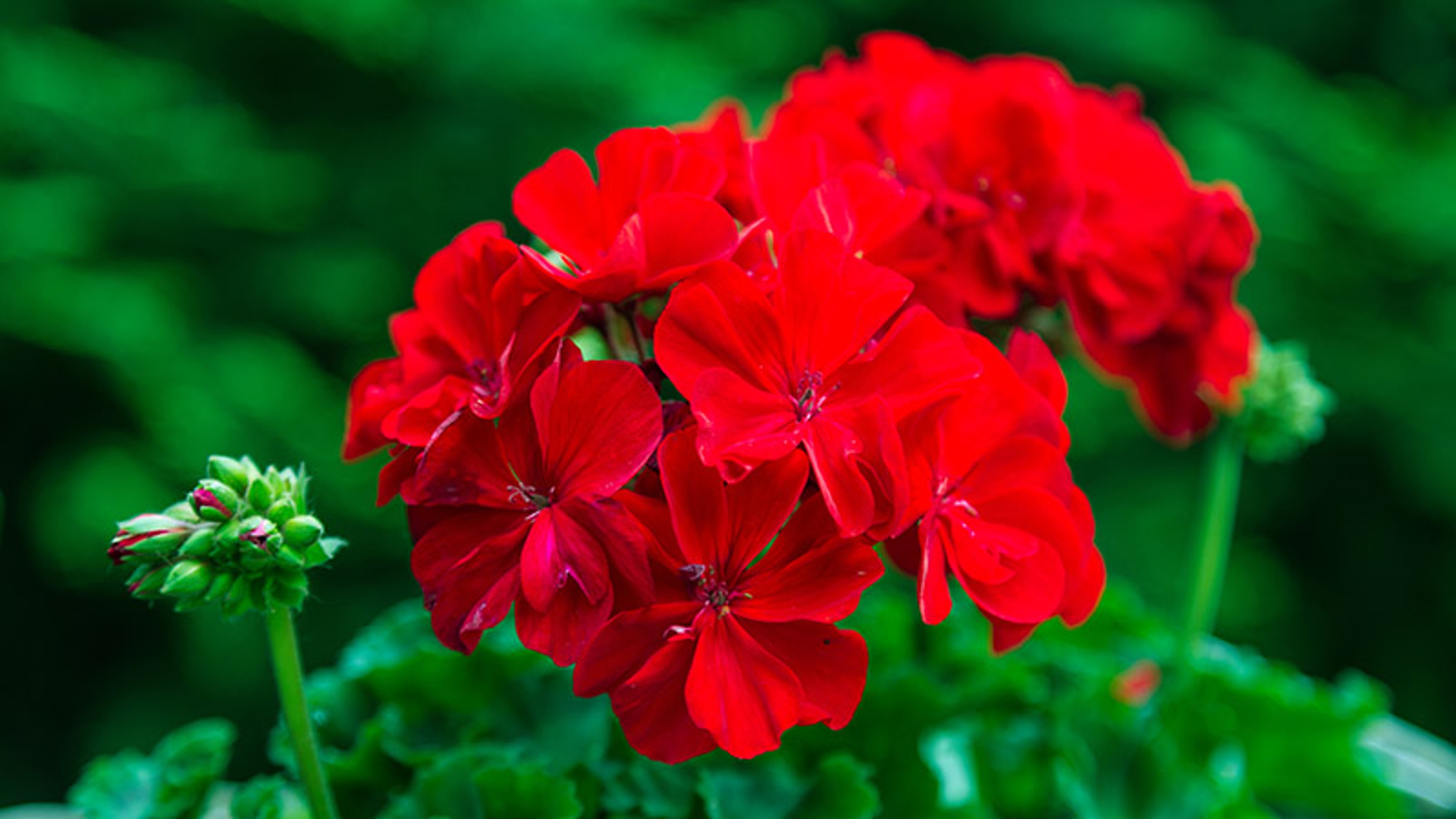 red Pelargonium in the garden. Red geranium flowers in summer ga