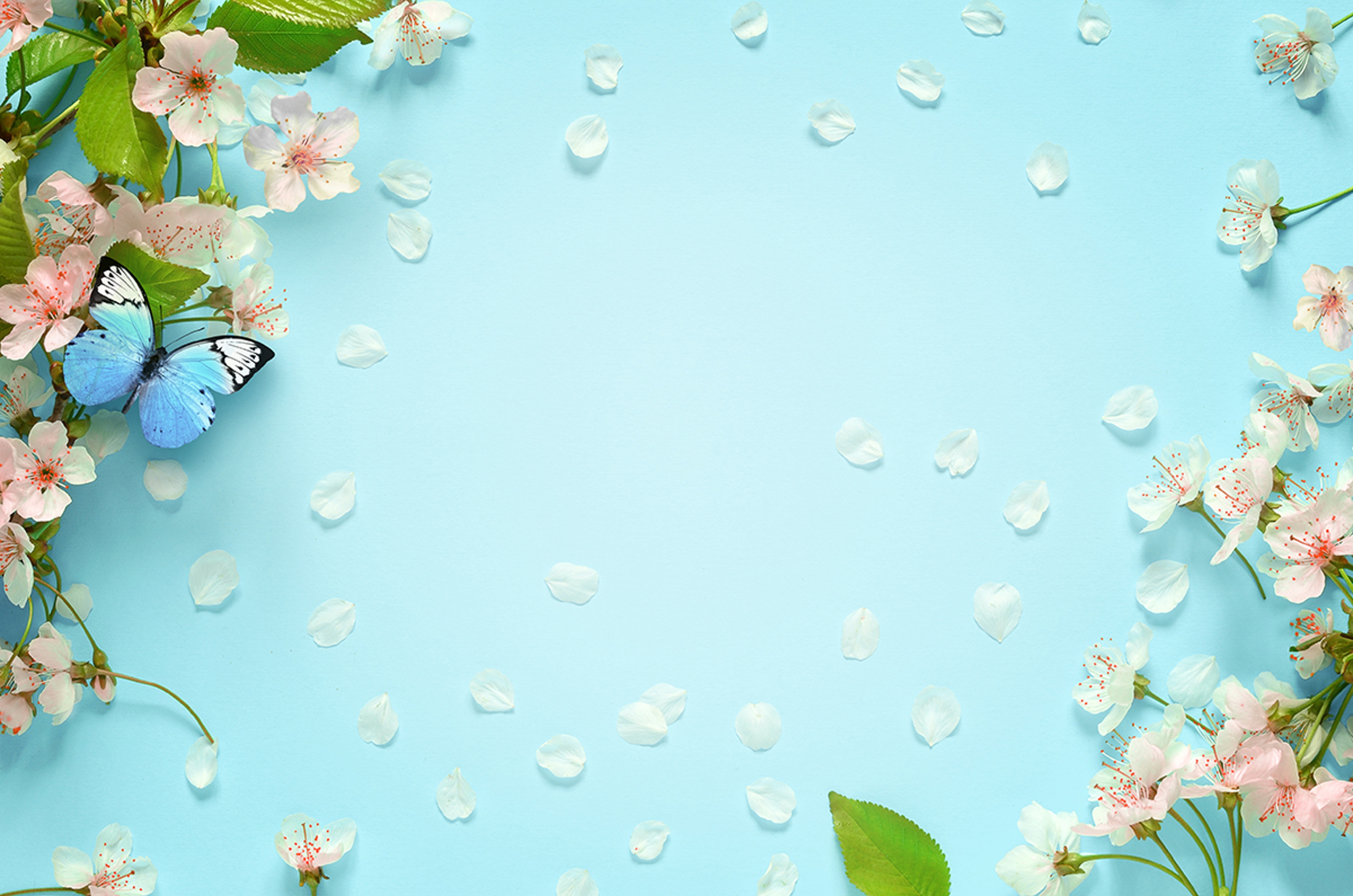 Article Cards Featured Image Beautiful spring nature background with butterfly, lovely blossom, petal a on turquoise blue background , top view, frame. Springtime concept.