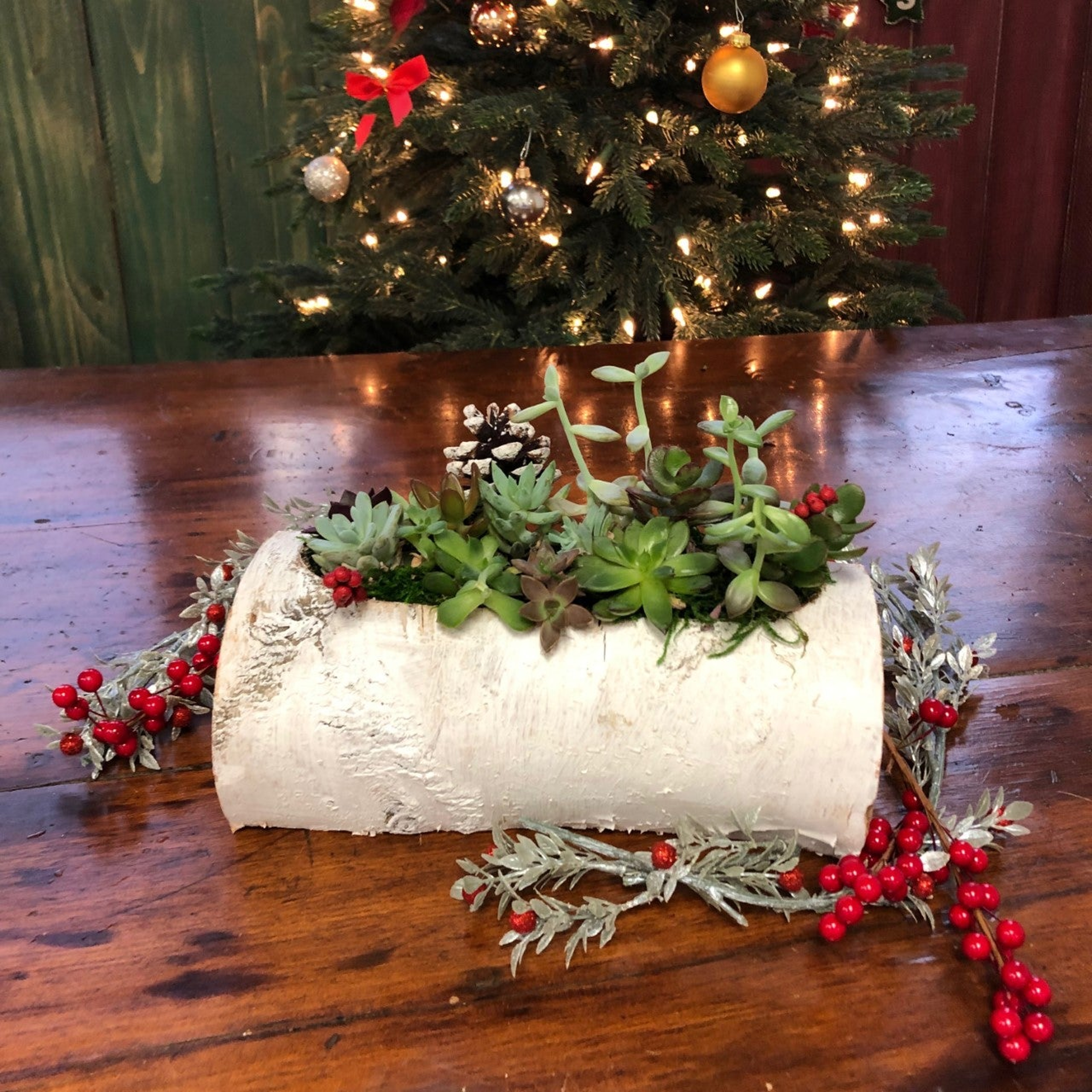 succulent display in a white log with holly berry branches on a wooden table