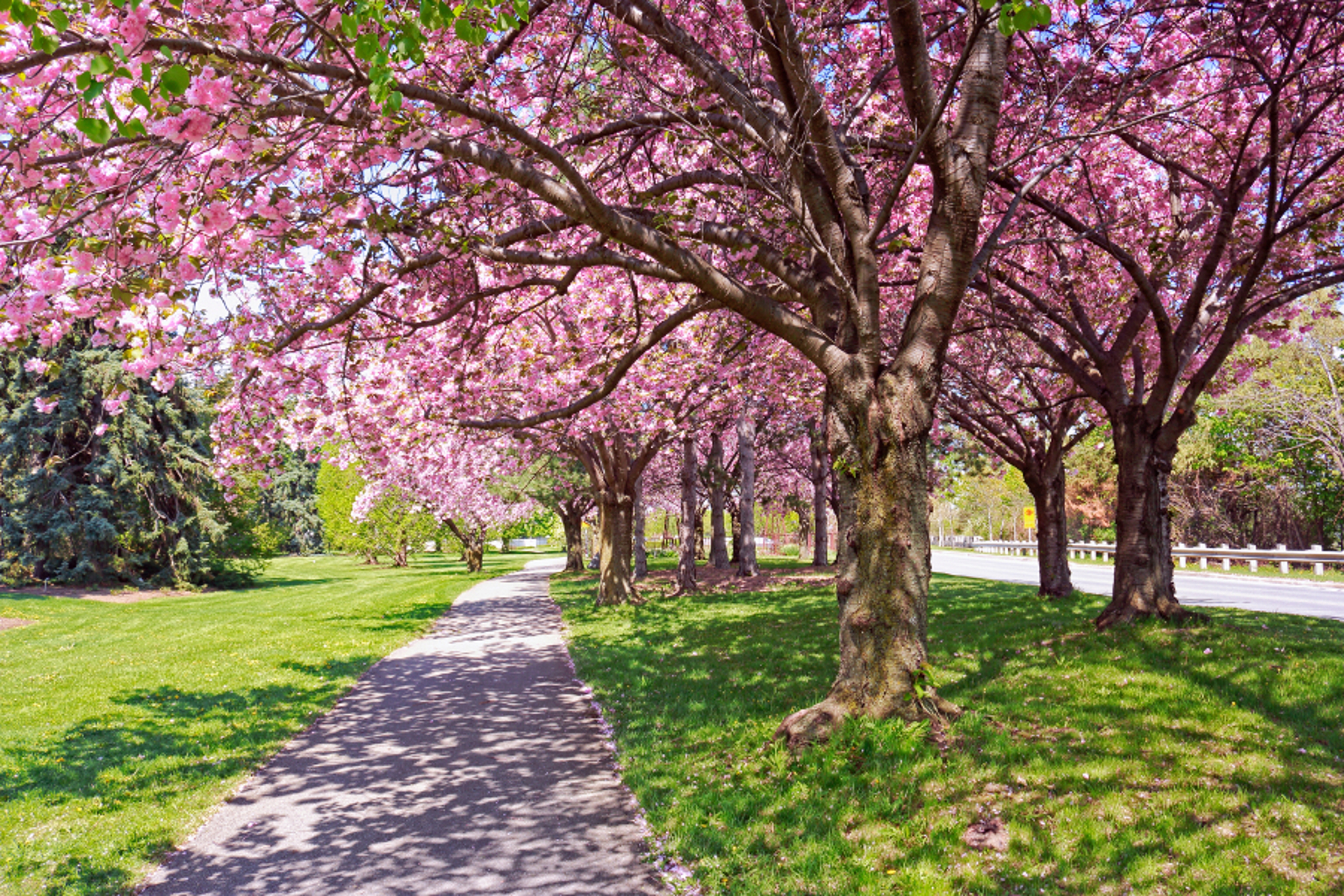 Blossoming cherry trees along foot path and highway in Niagara Falls City, Ontario, Canada