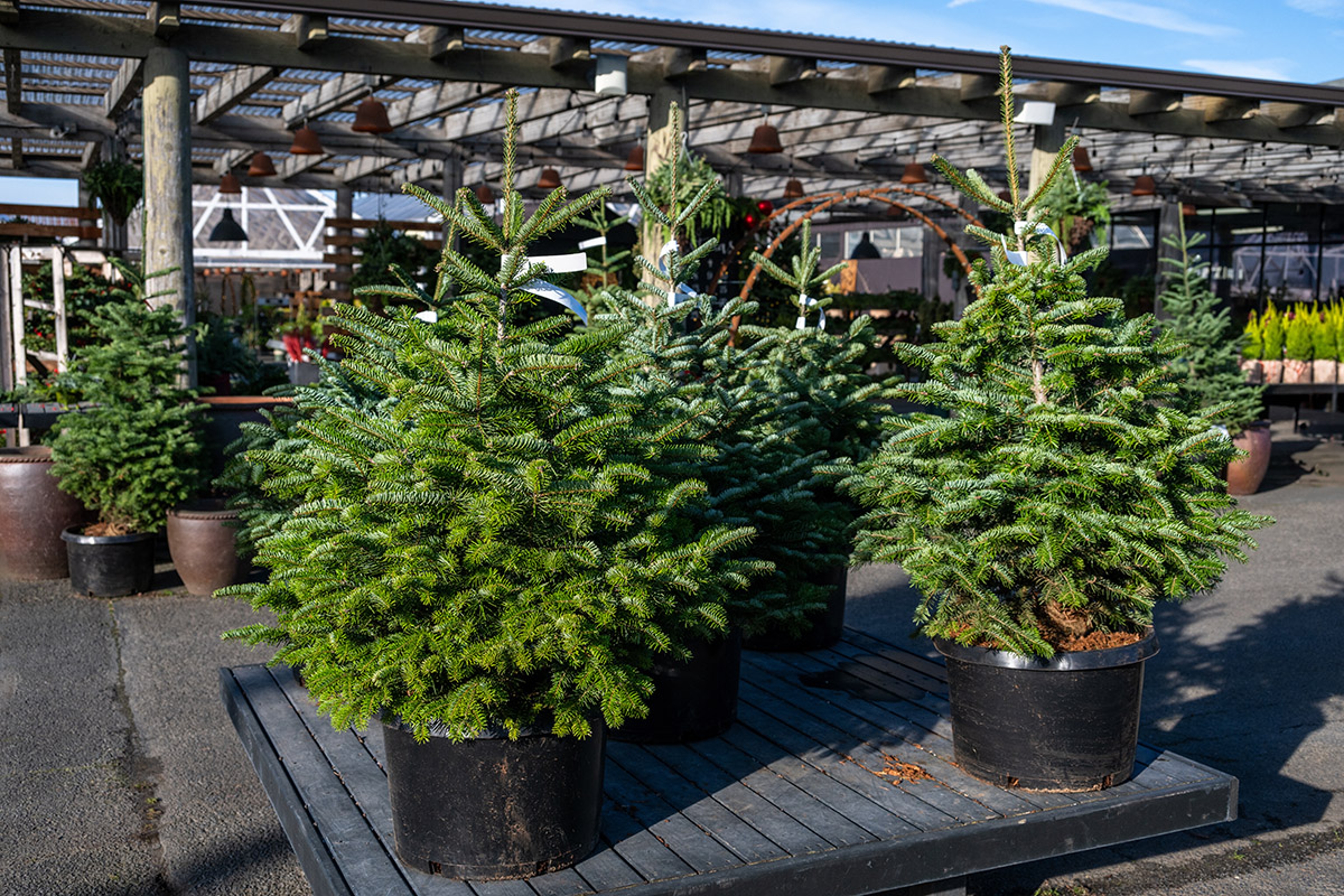 types of christmas trees turkish fir