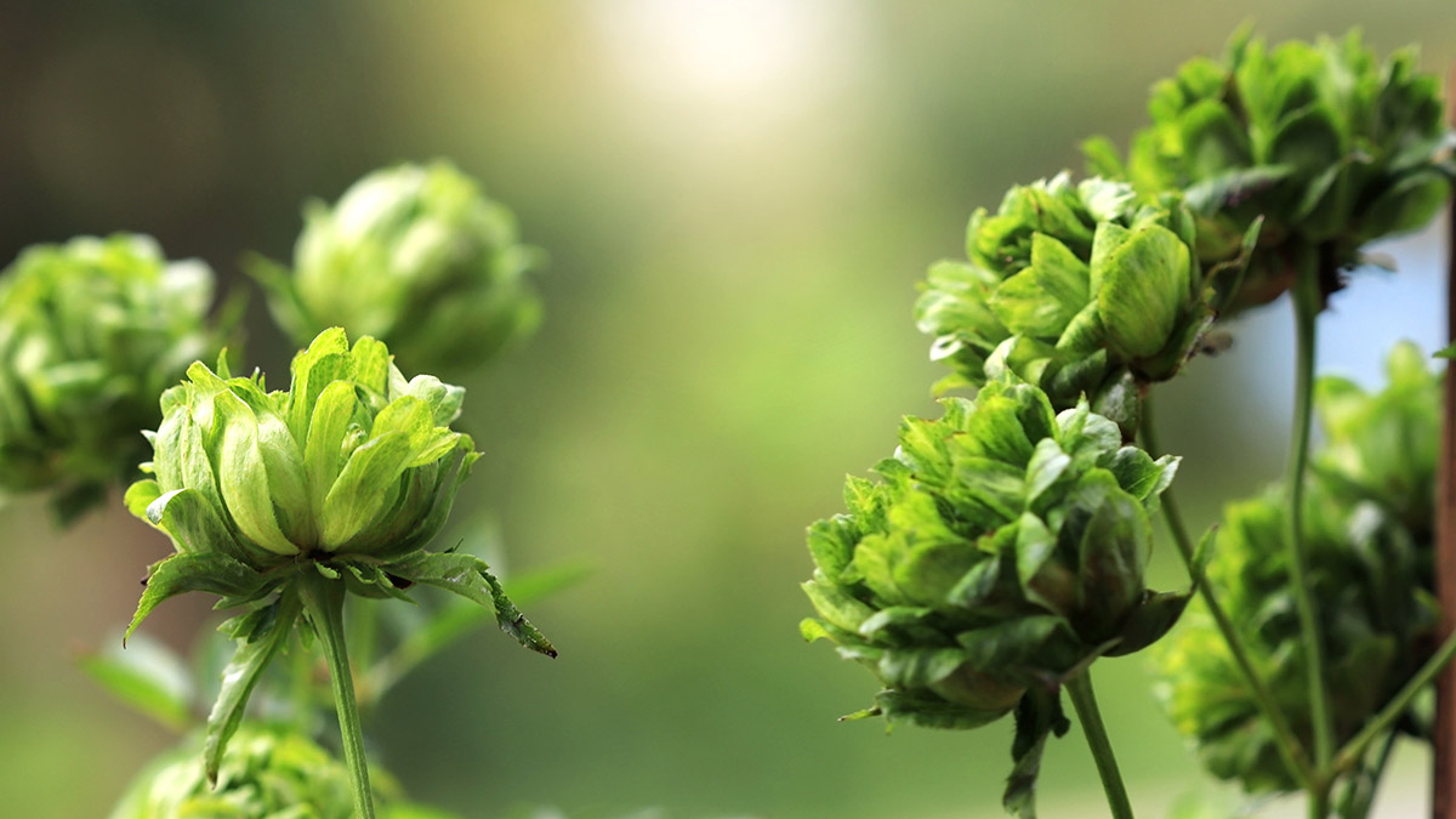 types of green flowers Green roses in the garden.