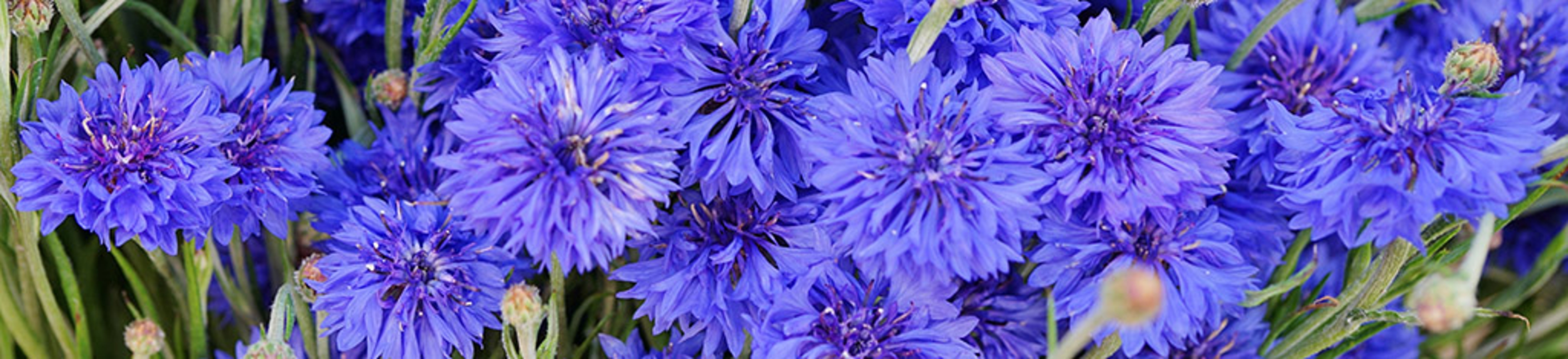 Blue bachelor's button cornflower centaurea cyanus