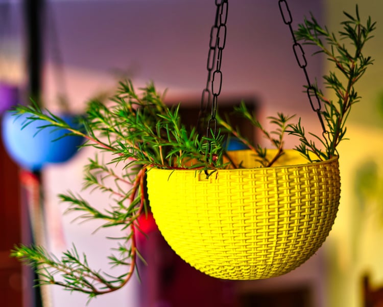 Problem Pot Plant Basics | Common Houseplant Issues | Petal Talk