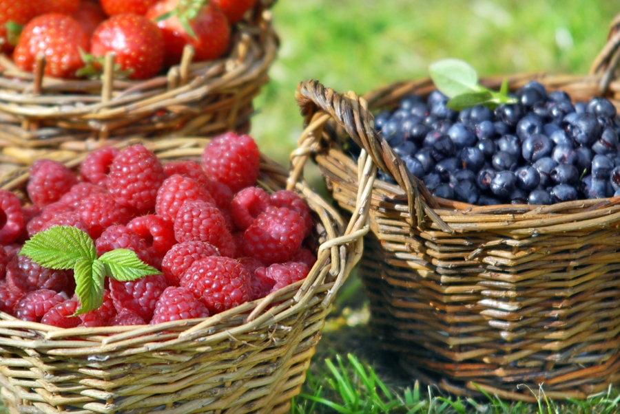 Easy To Grow Fruits For Your Garden | Berry Chatty