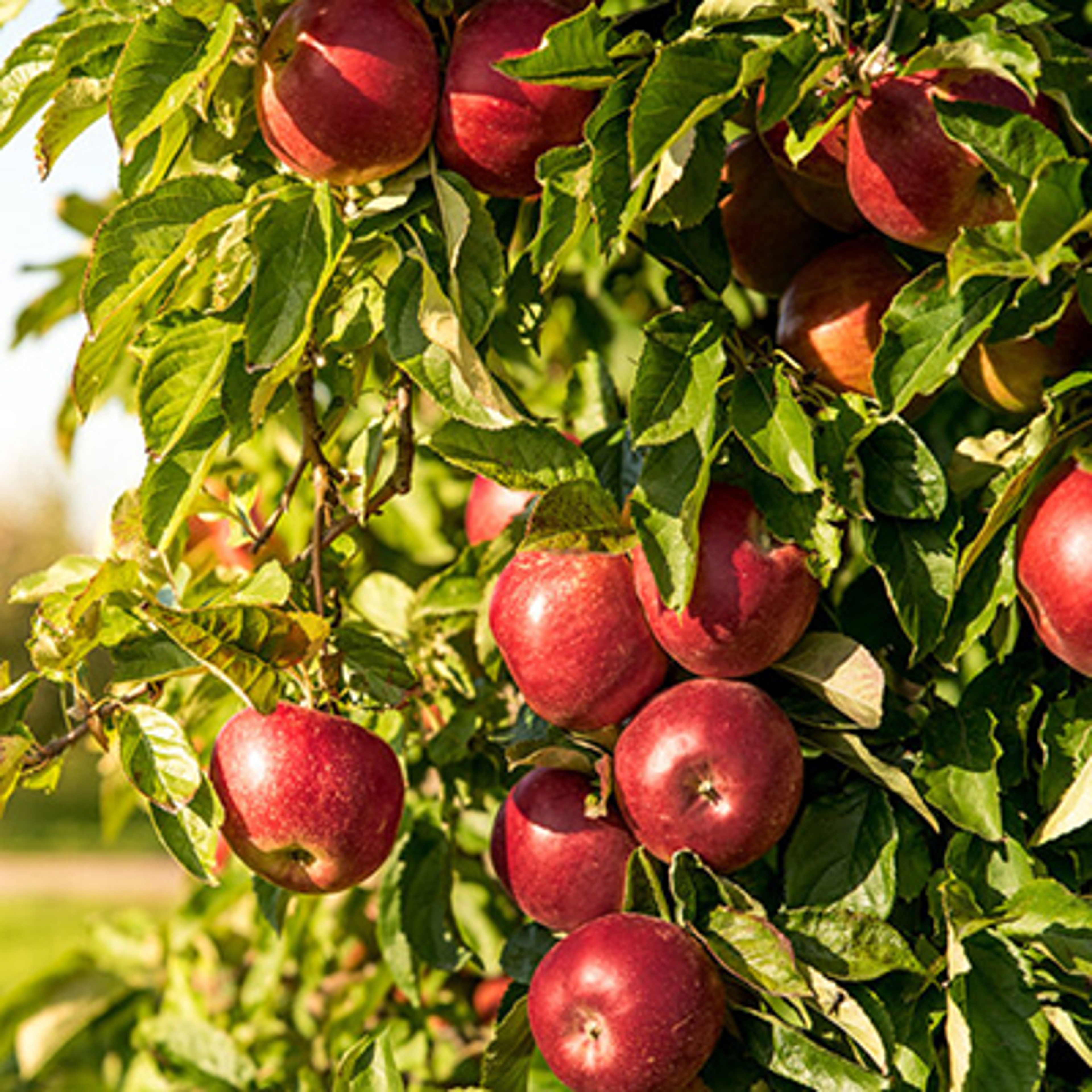 how to keep fruit fresh apples