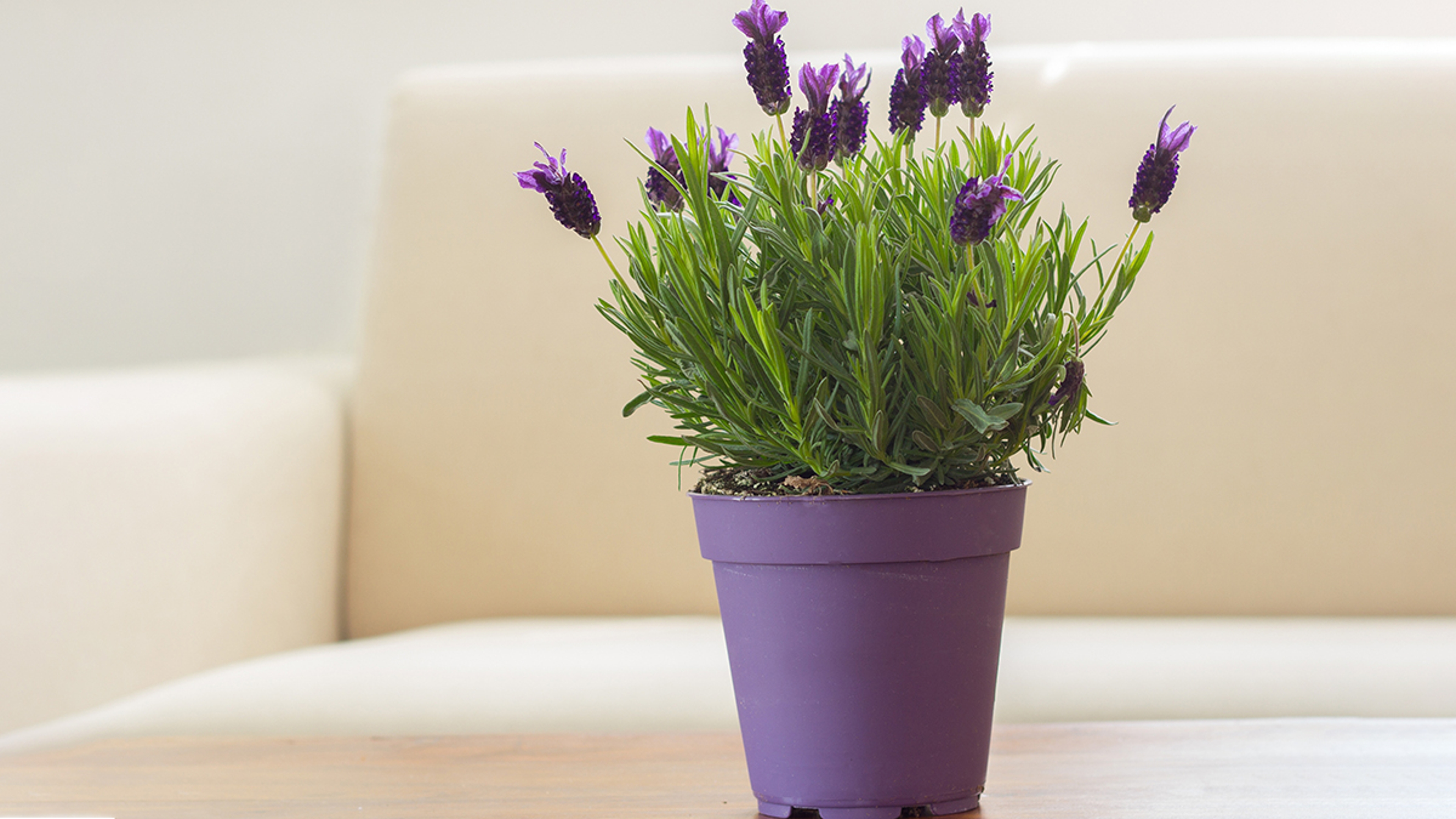 lavender in living room table