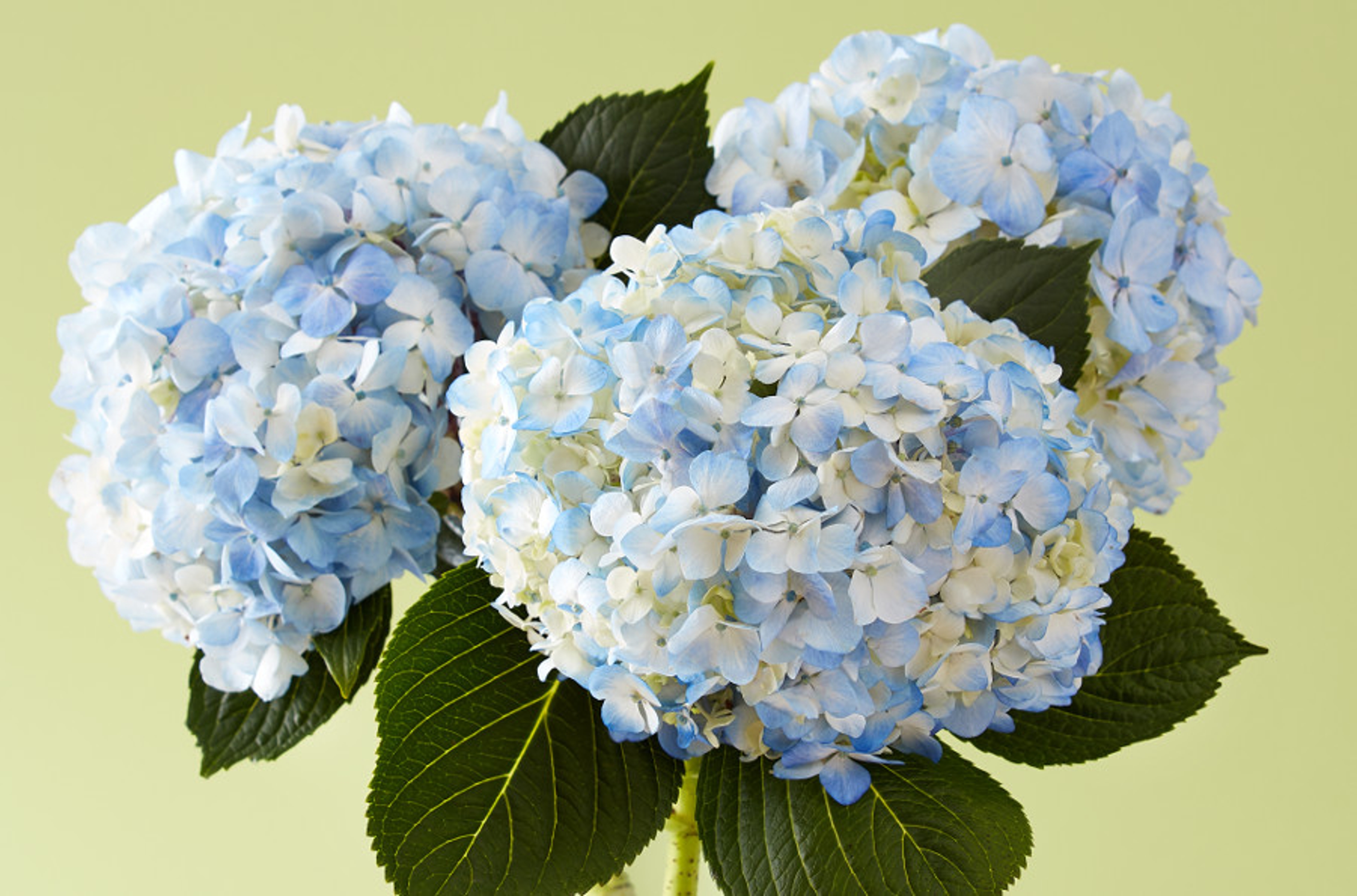 blue hydrangea flowers