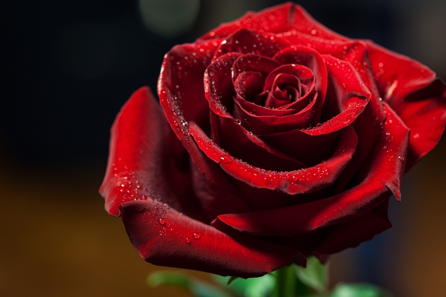 How To Say Rose In Different Languages Petal Talk