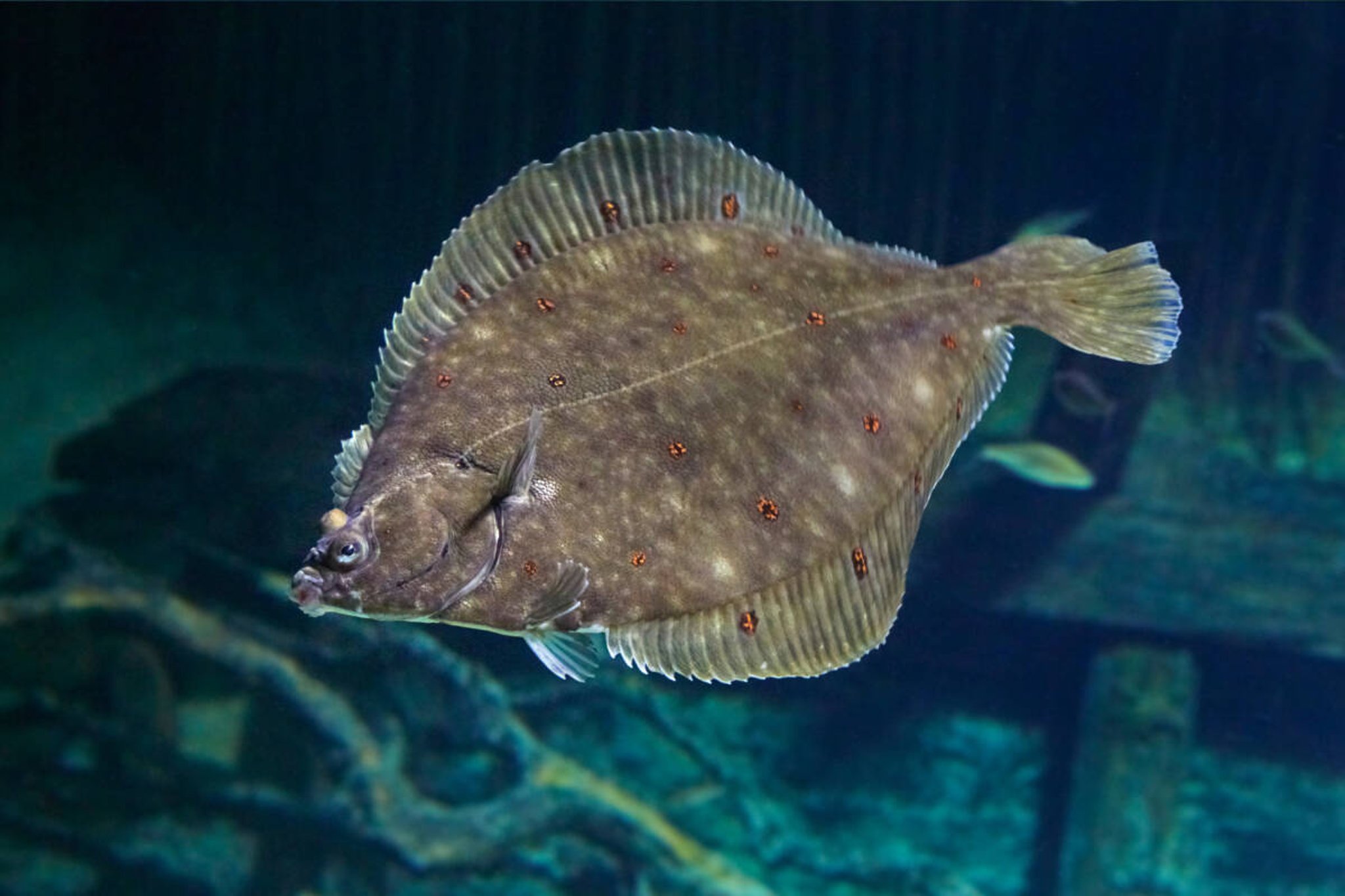 Fish Expressions for Finny Fun | Vital Choice