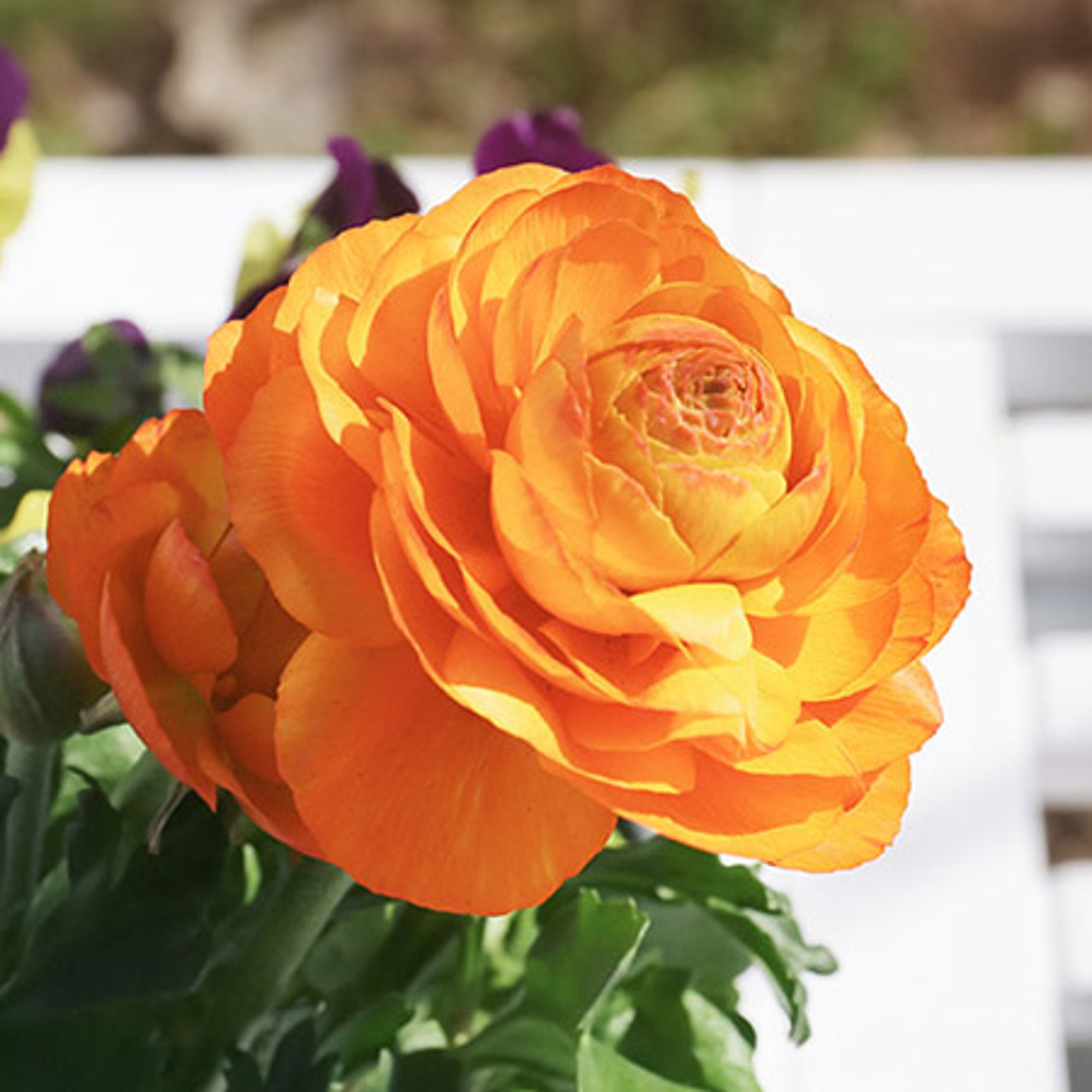 beautiful flowers ranunculus