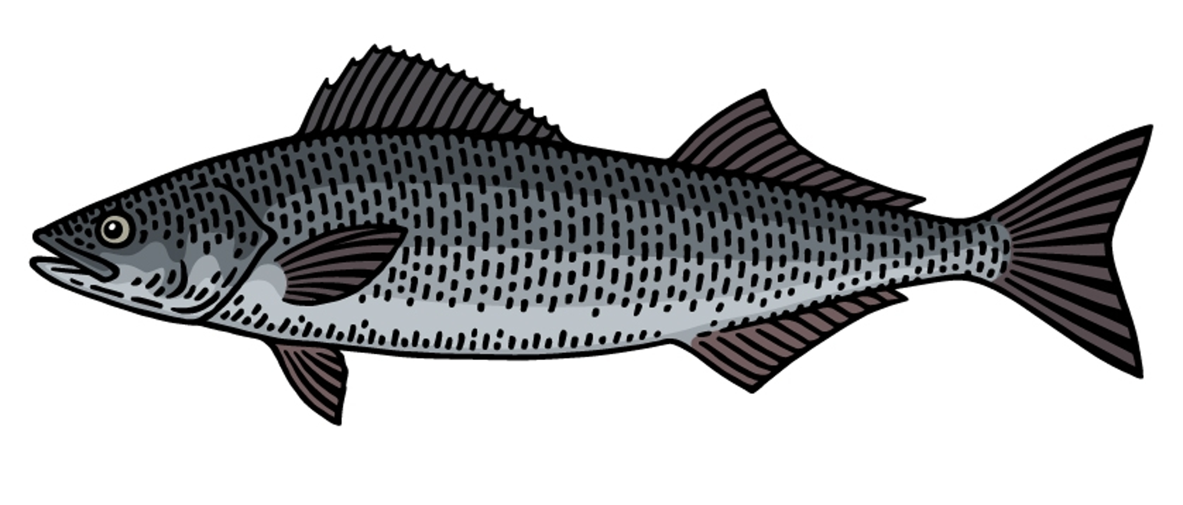 Black Cod/Sablefish illustration