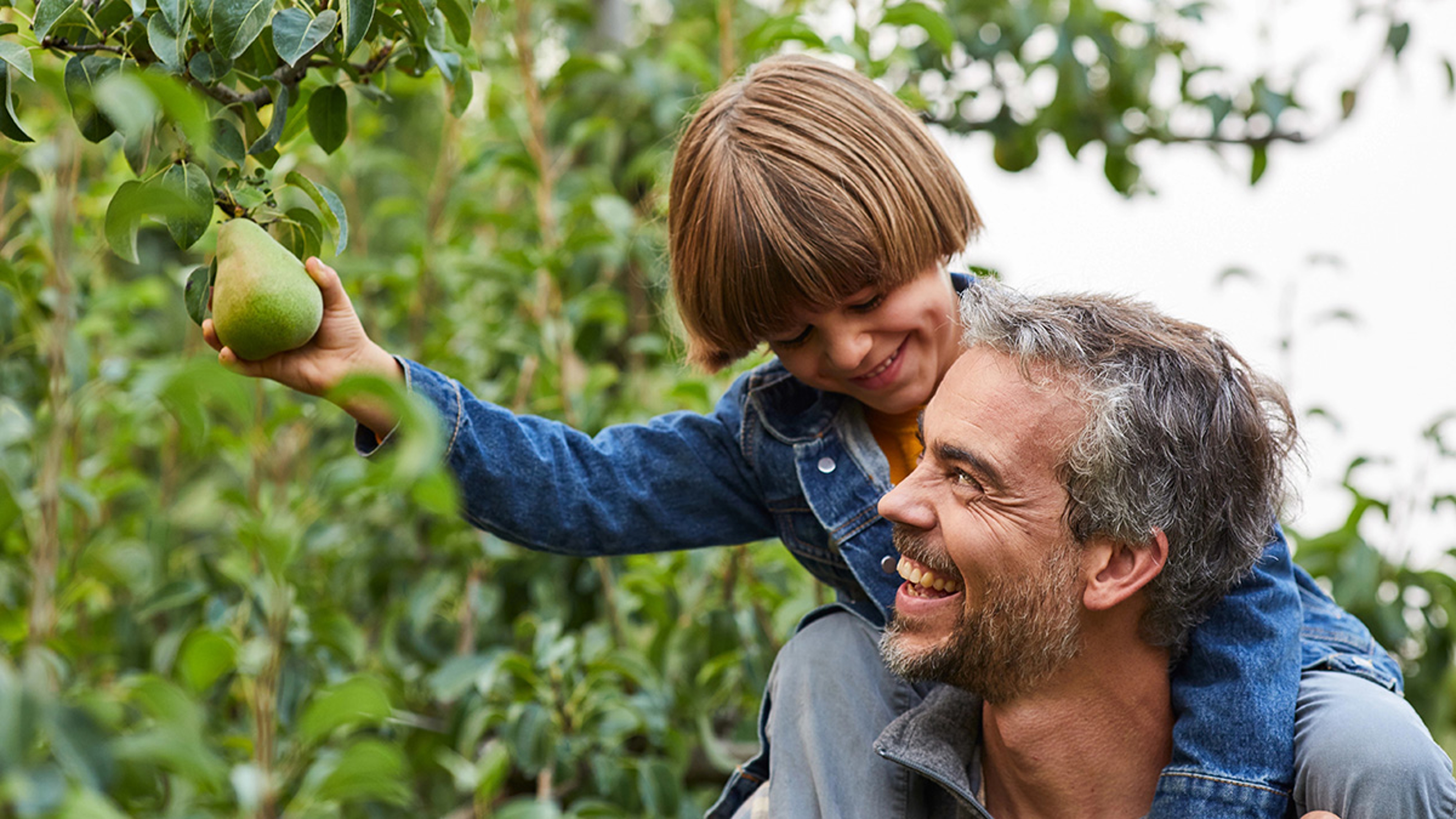 facts about pears image father and son picking pears