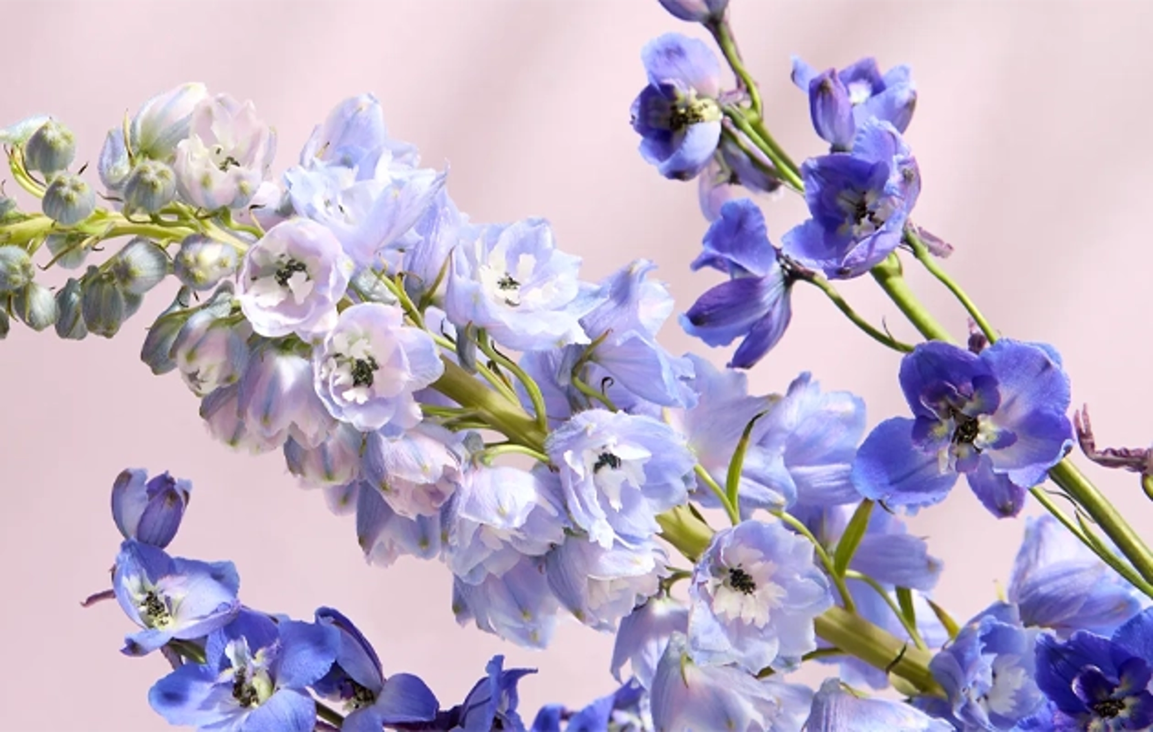 Article Cards Featured Image Delphinium Flower of the Year Hero Background